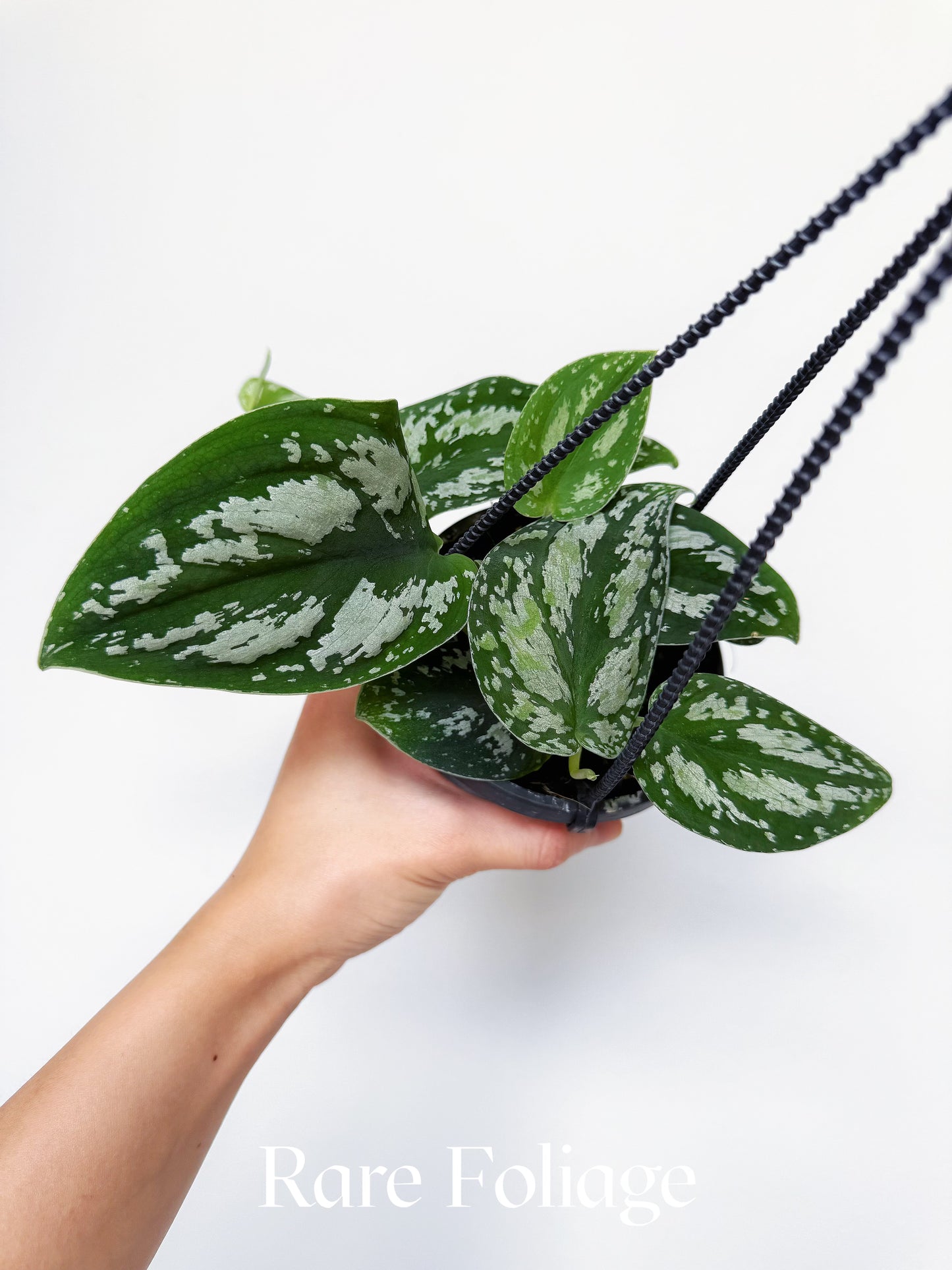 Scindapsus Tricolor 4” Hanging Basket