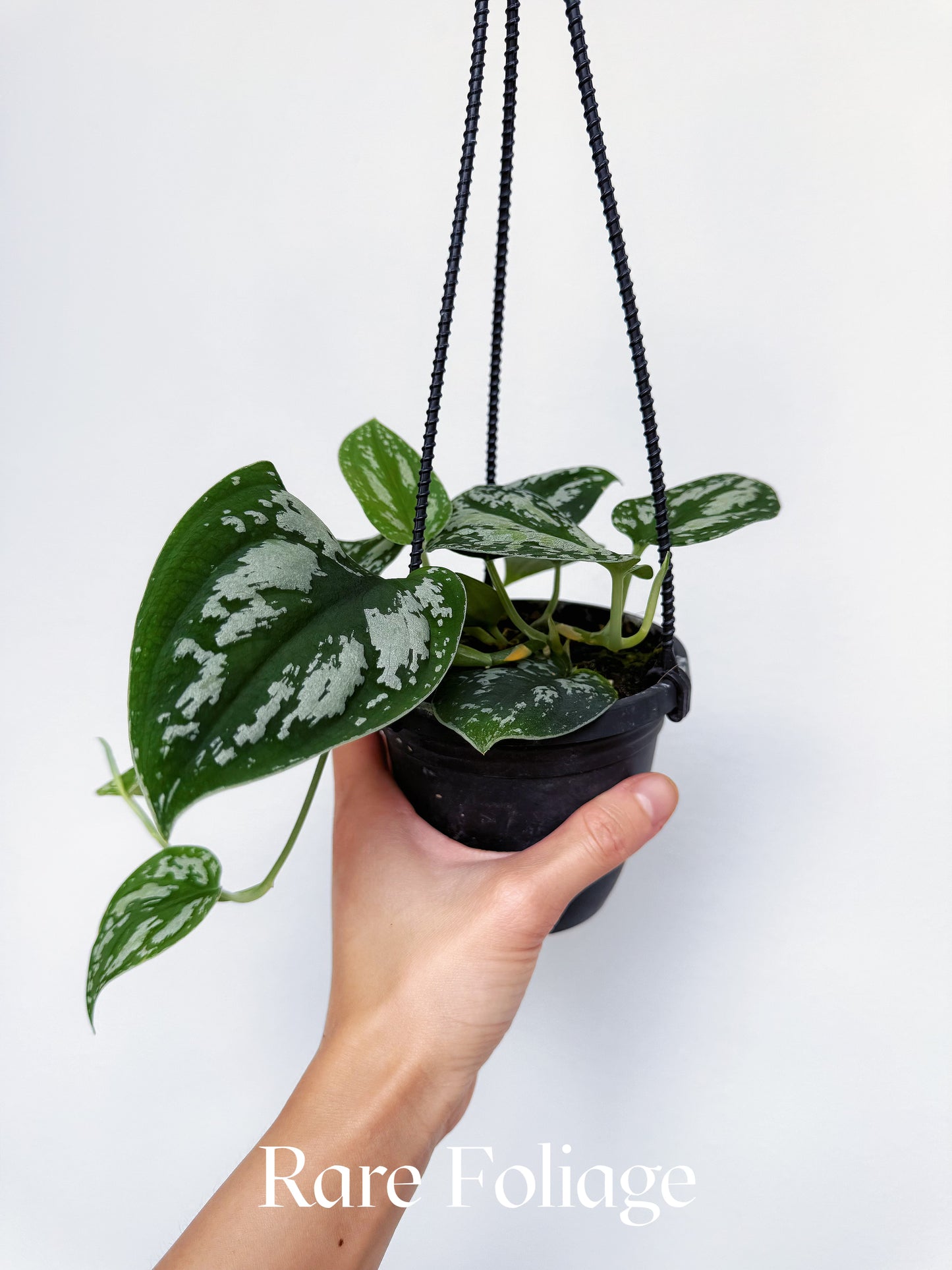 Scindapsus Tricolor 4” Hanging Basket