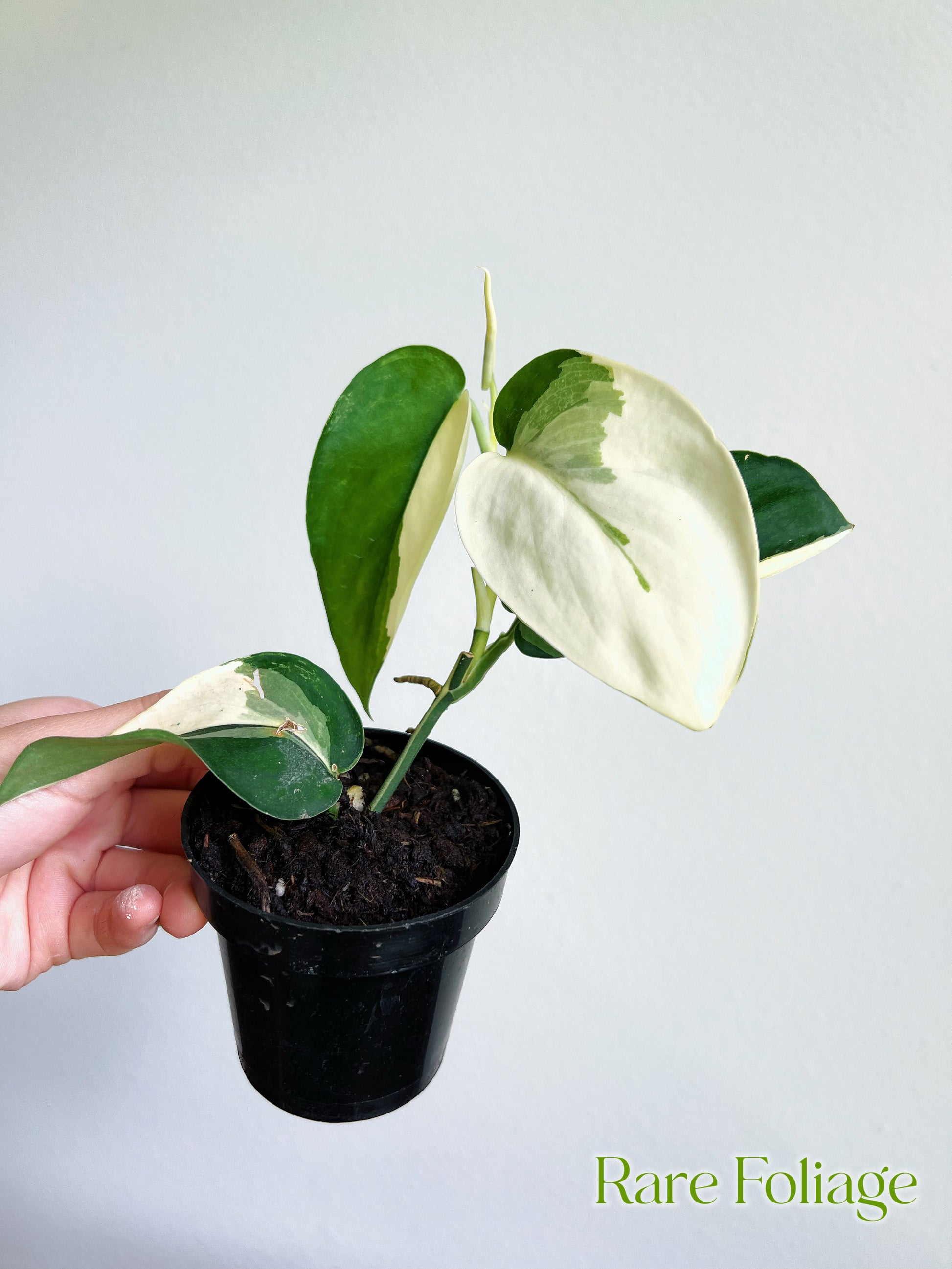 jade satin plant Scindapsus Jade Satin Albo 3”