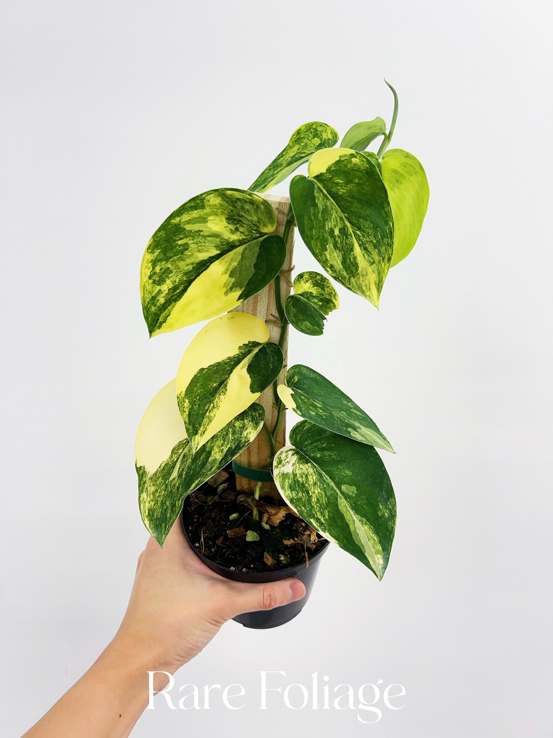 jade satin plant Scindapsus Jade Satin Aurea 4” with Plank