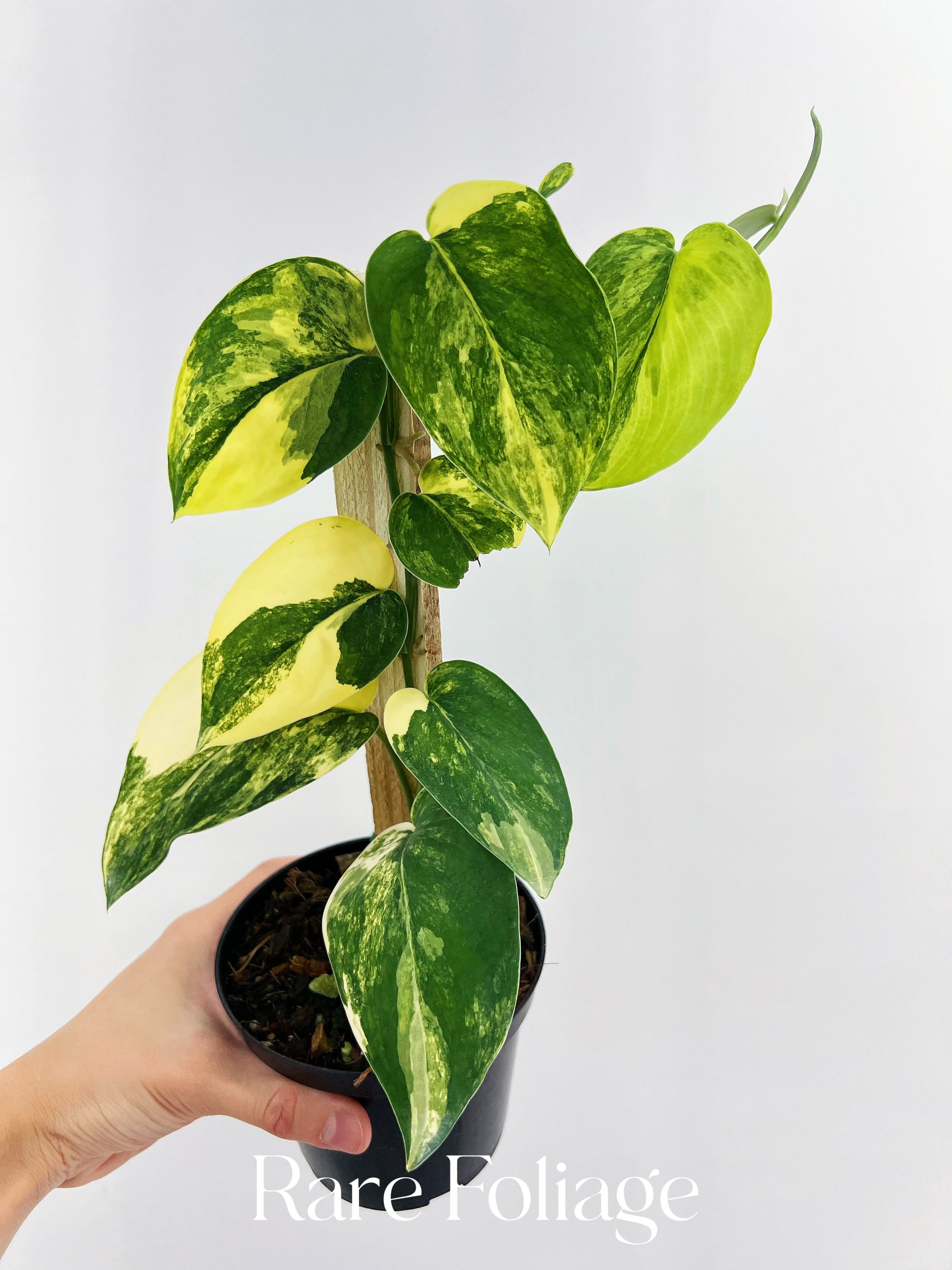 jade satin scindapsus vs jade pothos Scindapsus Jade Satin Aurea 4” with Plank – Rare Foliage Plant Co