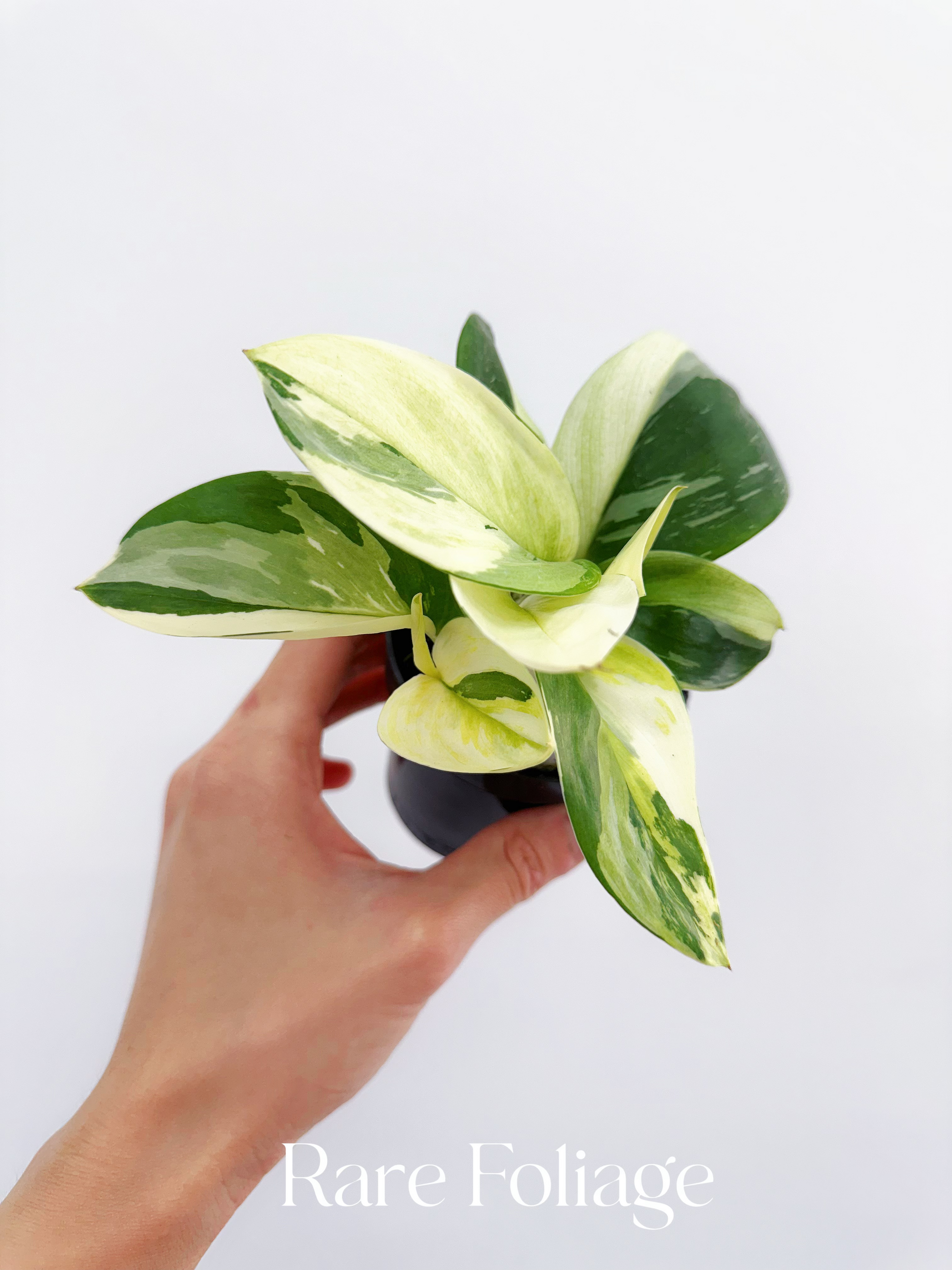pothos moonlight Scindapsus Treubii Moonlight Albo Mint 3” – Rare Foliage Plant Co