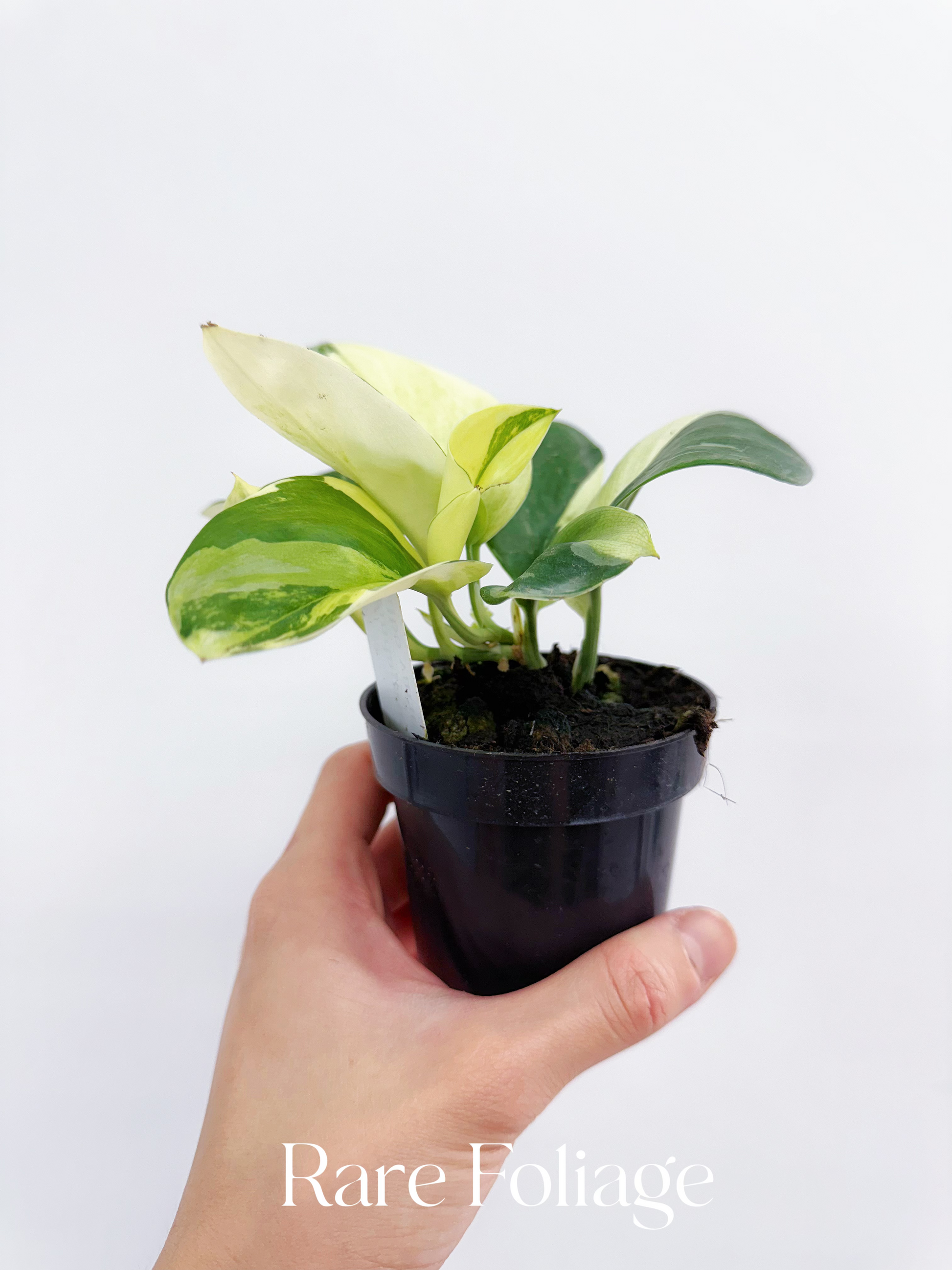 philodendron treubii moonlight Scindapsus Treubii Moonlight Albo Mint 3”