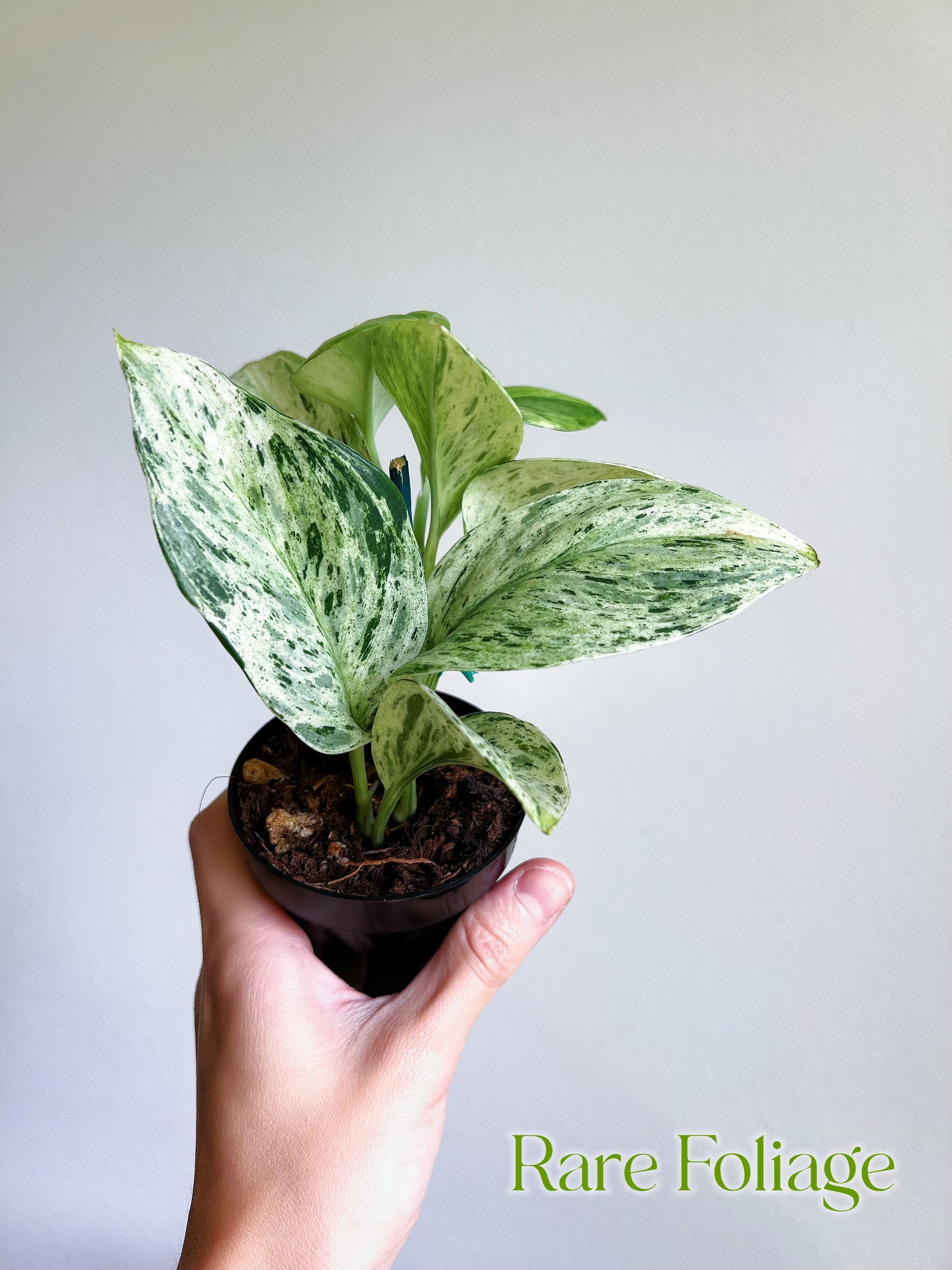 pothos moonlight treubii Scindapsus Treubii Moonlight Marble 3" – Rare Foliage Plant Co
