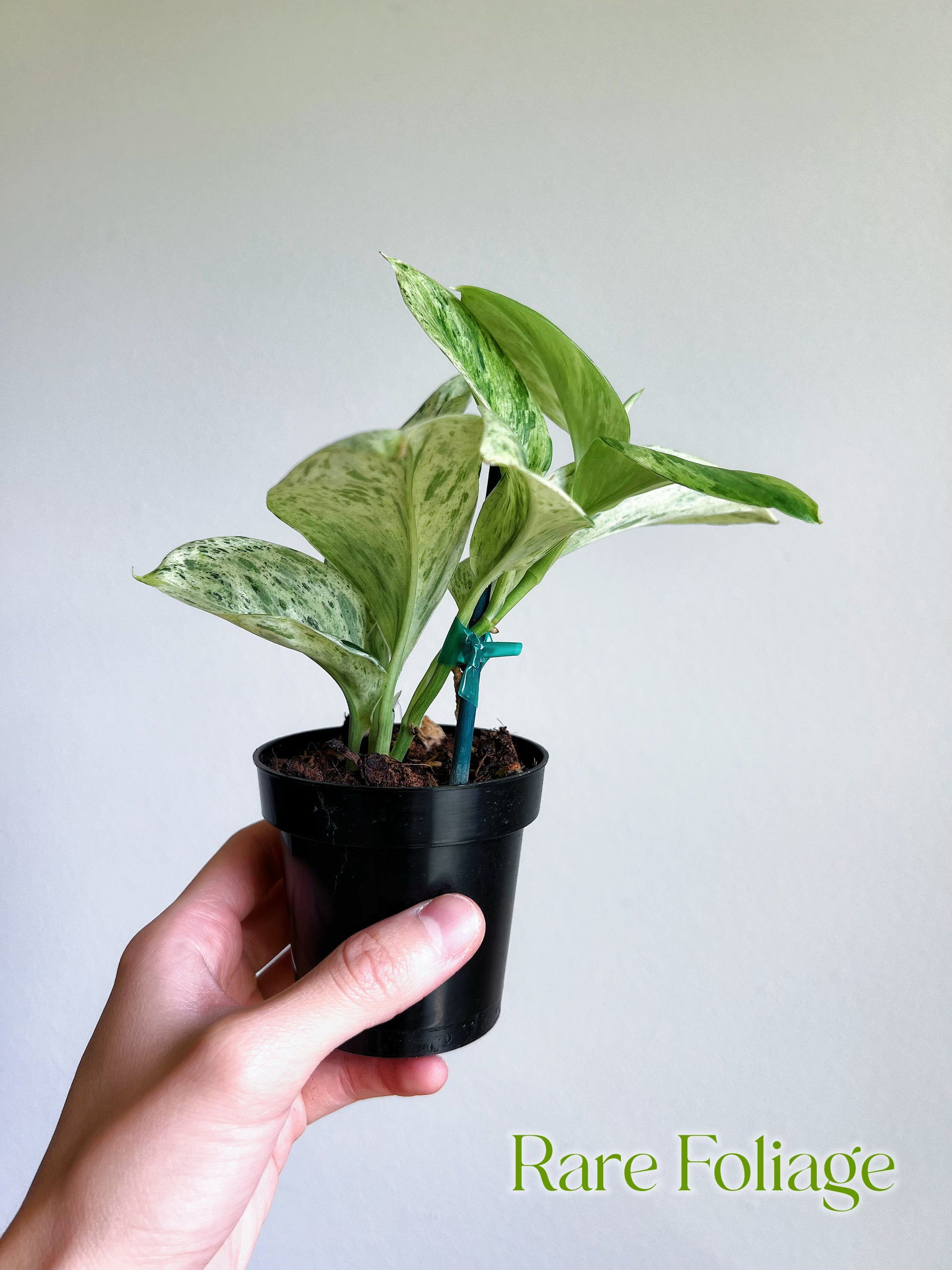 moonlight pothos for sale Scindapsus Treubii Moonlight Marble 3" – Rare Foliage Plant Co