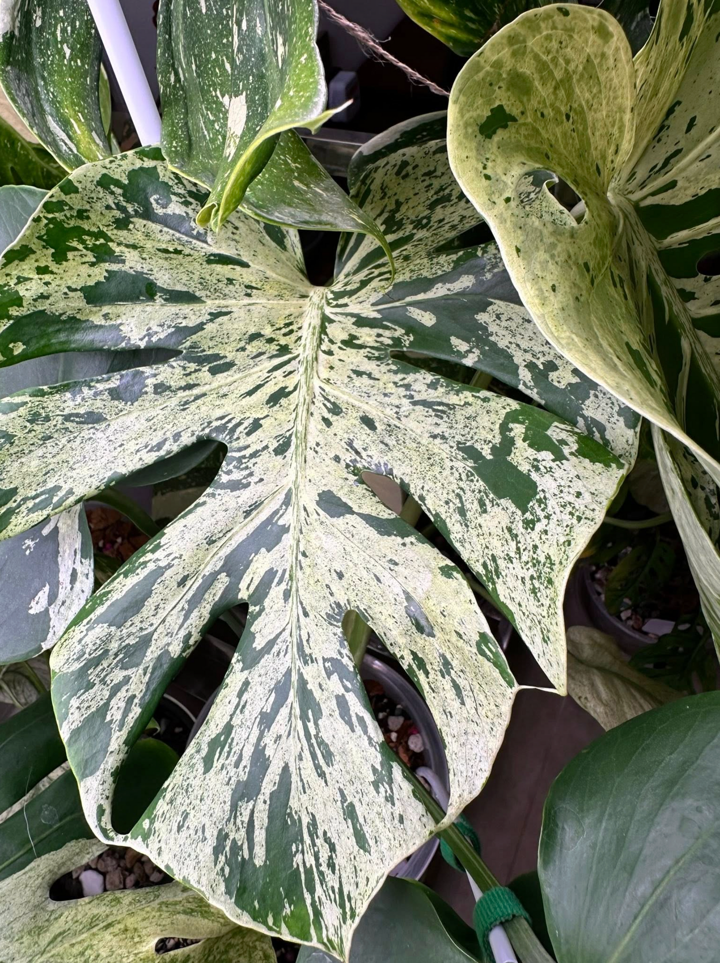 Monstera Bulbasaur (Tissue Culture) *Preorder* Ship Date Mid March