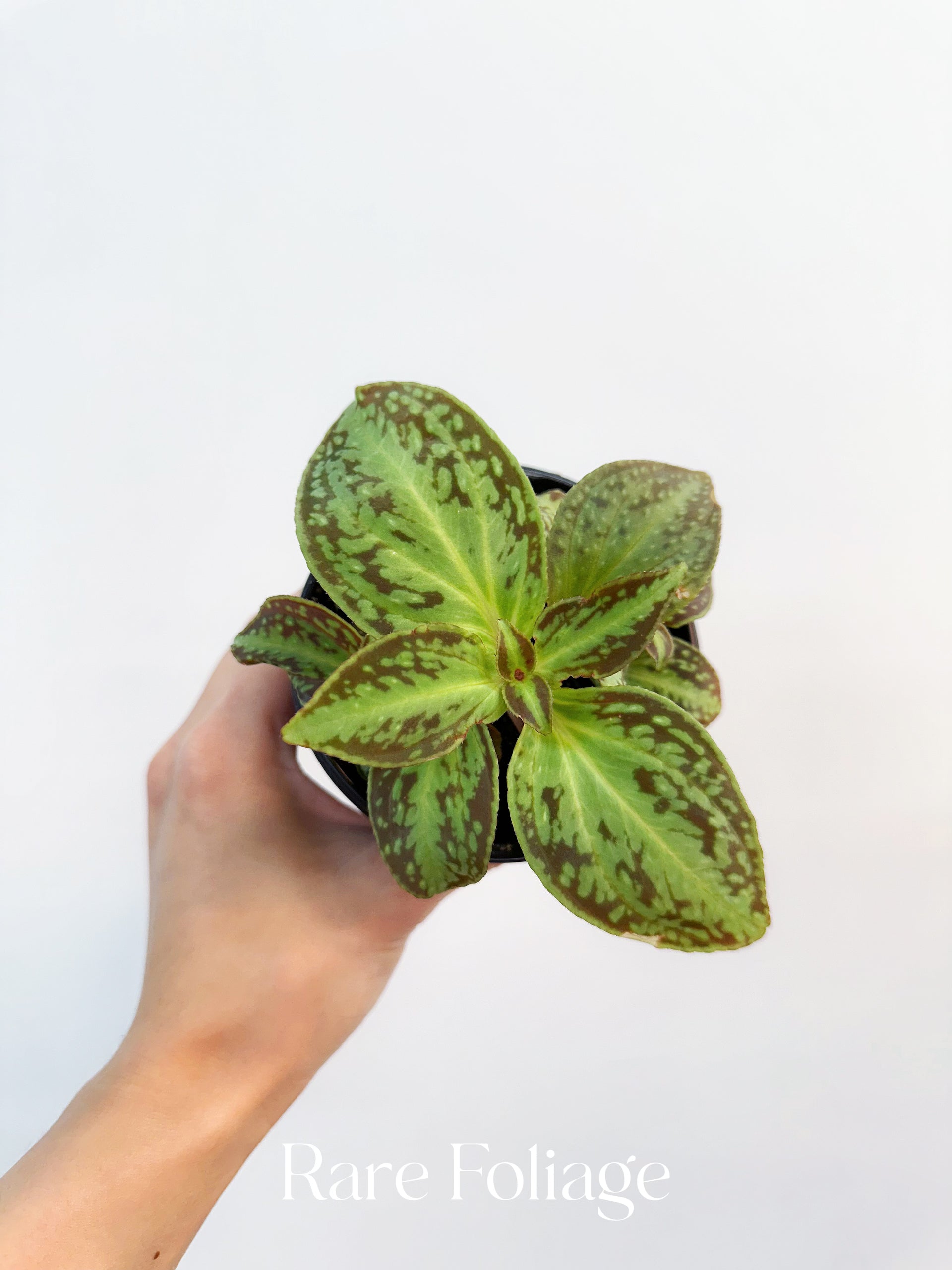 Sonerila Cantonensis Stapf. sp. Vietnam 4” – Rare Foliage Plant Co