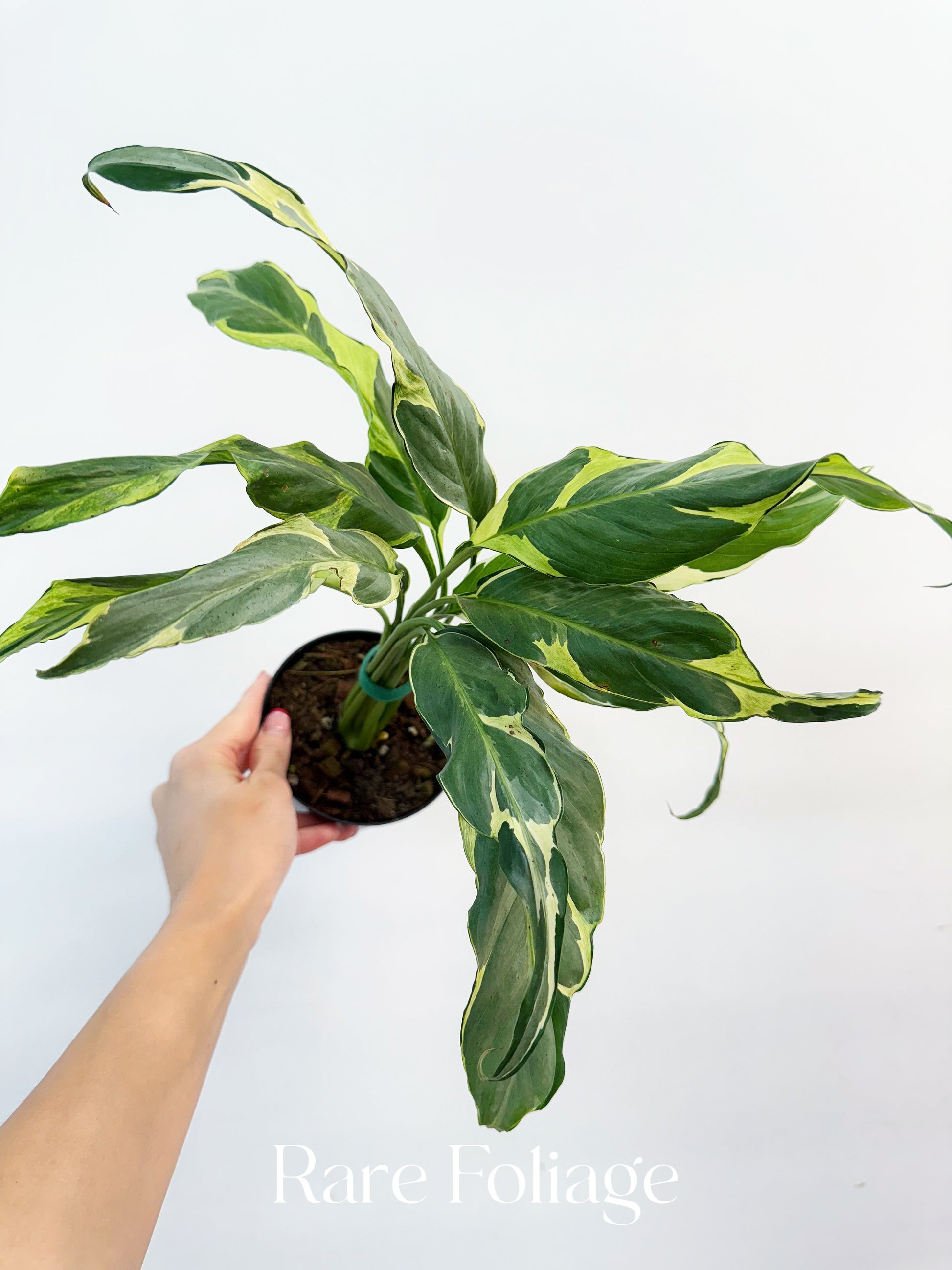 peace lily with variegated leaves Spathiphyllum Mutant Aurea Variegated Peace Lily 4” – Rare Foliage Plant Co