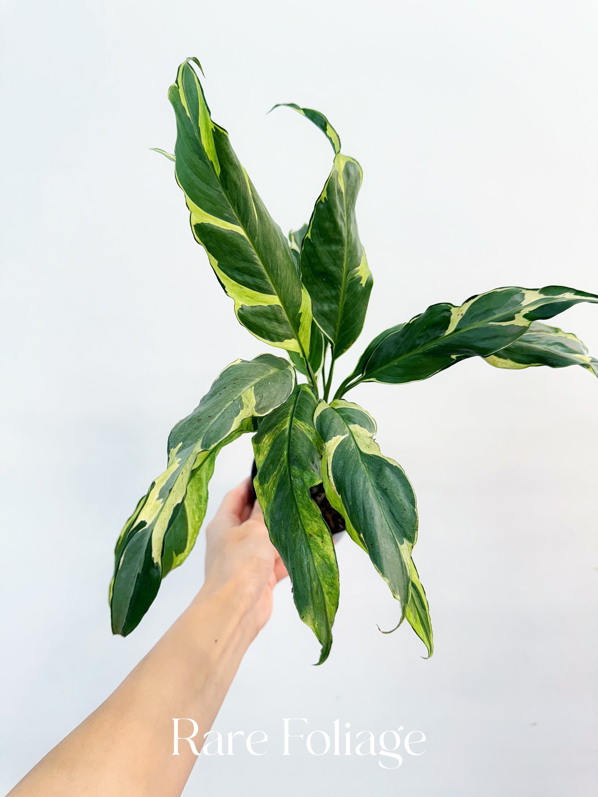 hybrid peace lily Spathiphyllum Mutant Aurea Variegated Peace Lily 4” – Rare Foliage Plant Co