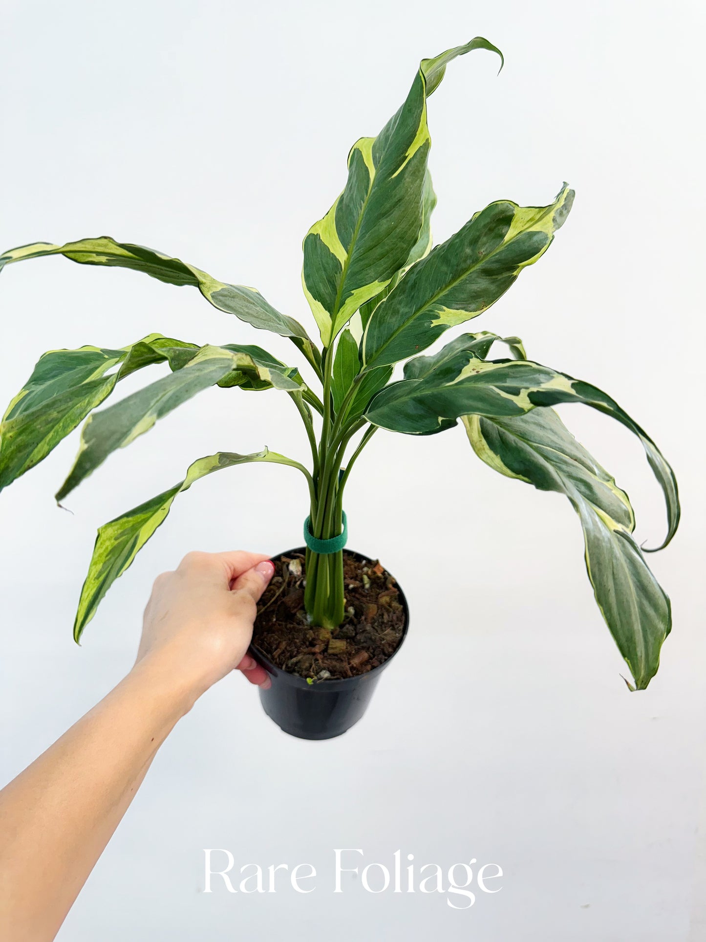 Spathiphyllum Mutant Aurea Variegated Peace Lily 4”