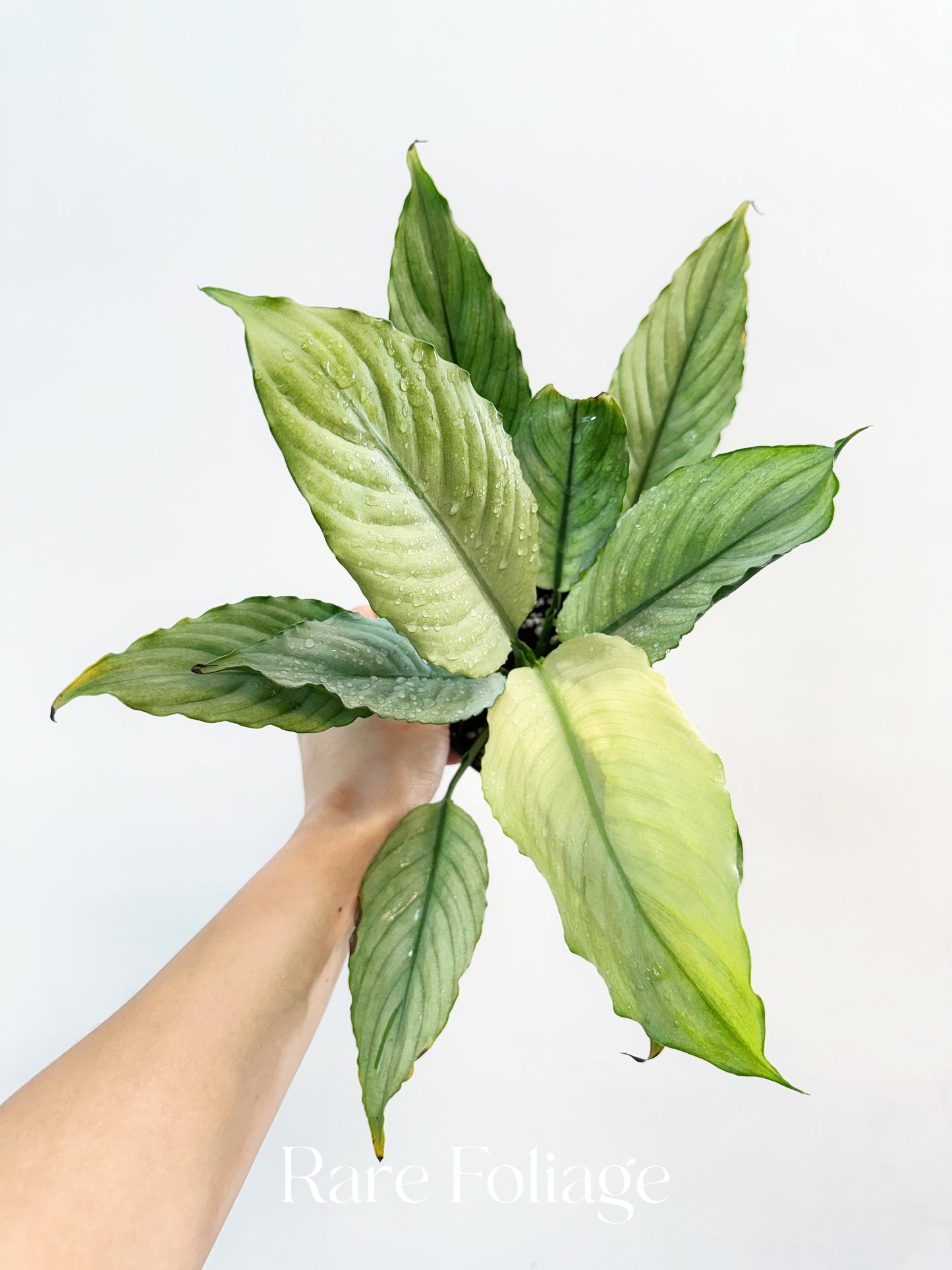 Spathiphyllum Grey Ghost 4”