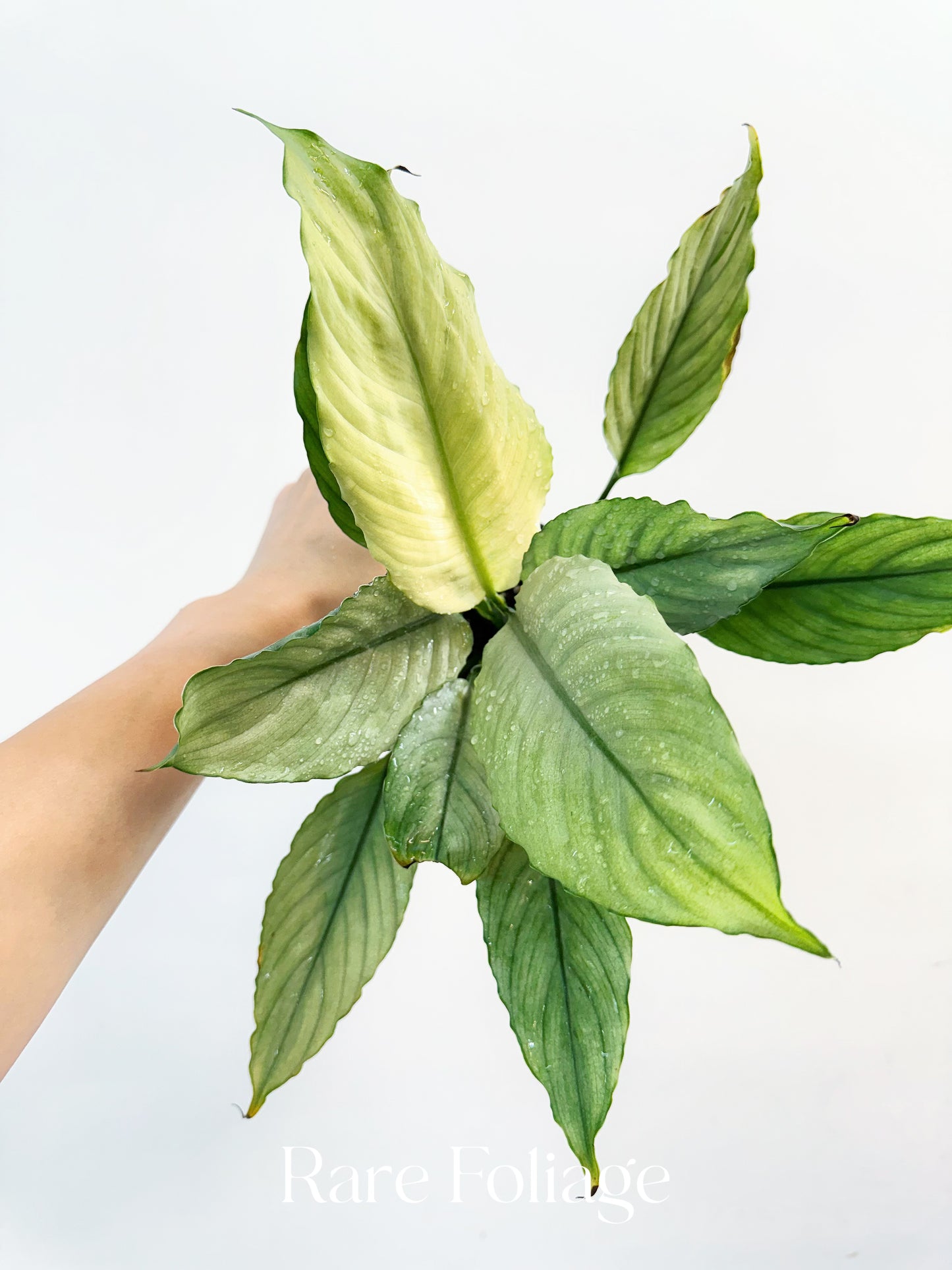 Spathiphyllum Grey Ghost 4”