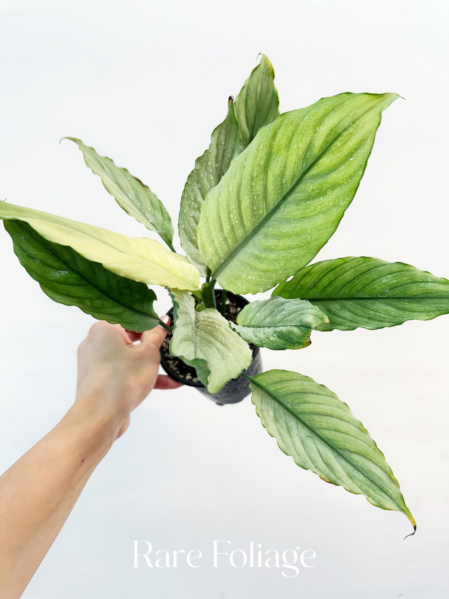 Spathiphyllum Grey Ghost 4”
