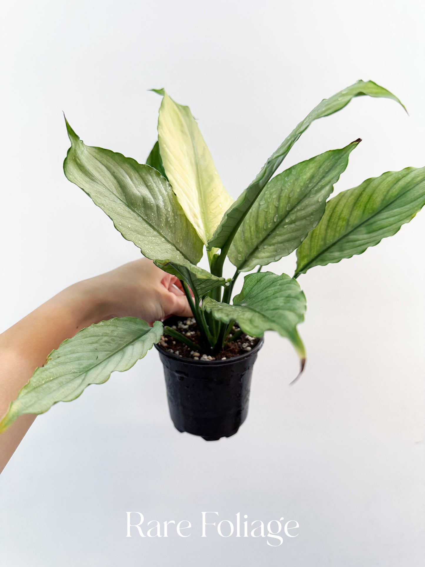 Spathiphyllum Grey Ghost 4”