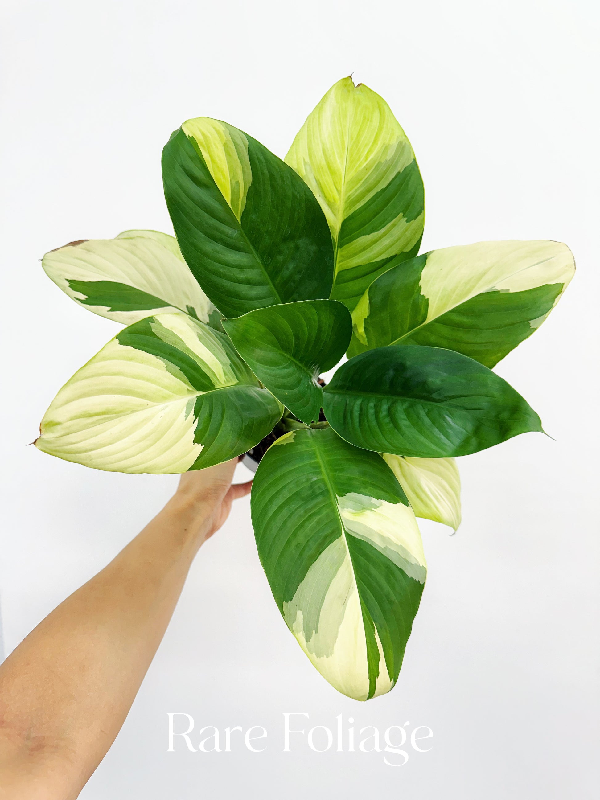 peace lily sensation variegated Spathiphyllum Sensation Albo Variegated Peace Lily 4”