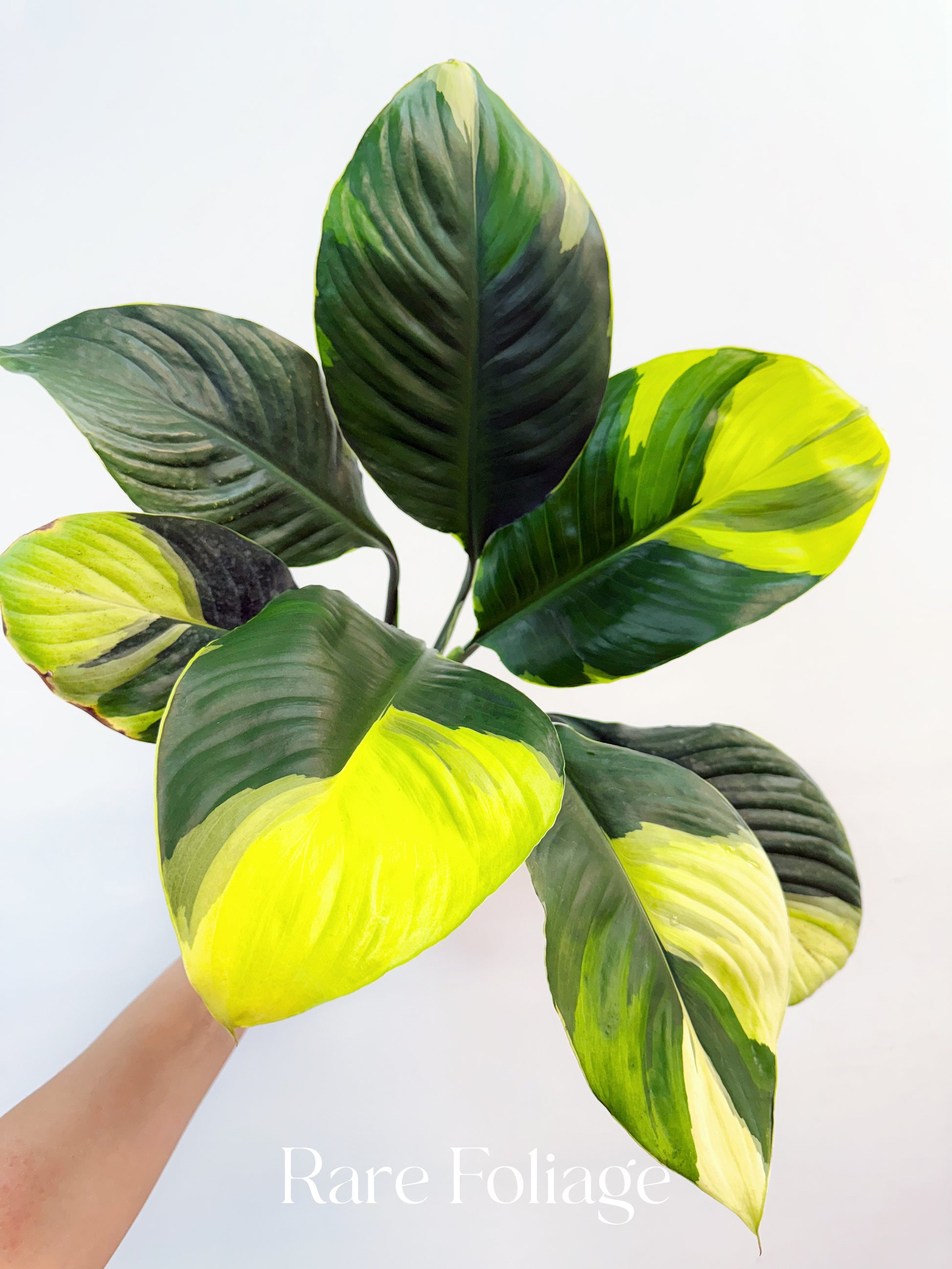 spathiphyllum variegated peace lily Spathiphyllum Sensation Aurea Variegated Peace Lily 6”