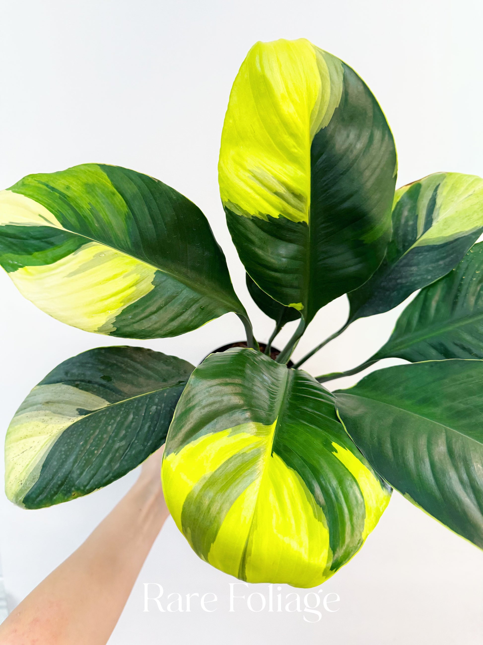 golden peace lily Spathiphyllum Sensation Aurea Variegated Peace Lily 6” – Rare Foliage Plant Co