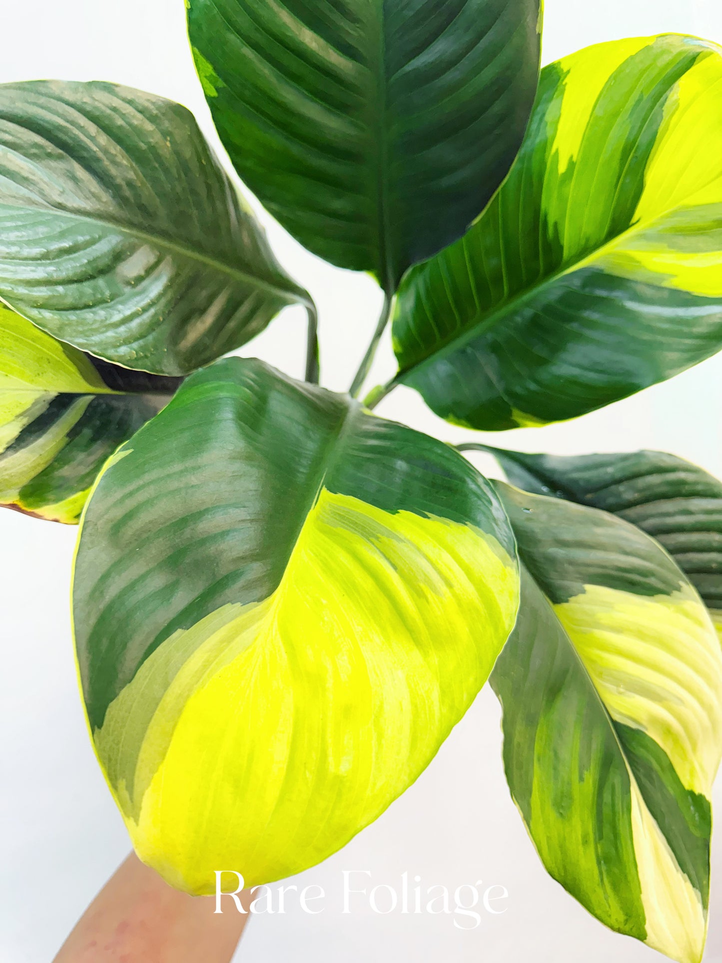 yellow variegated peace lily Spathiphyllum Sensation Aurea Variegated Peace Lily 6”