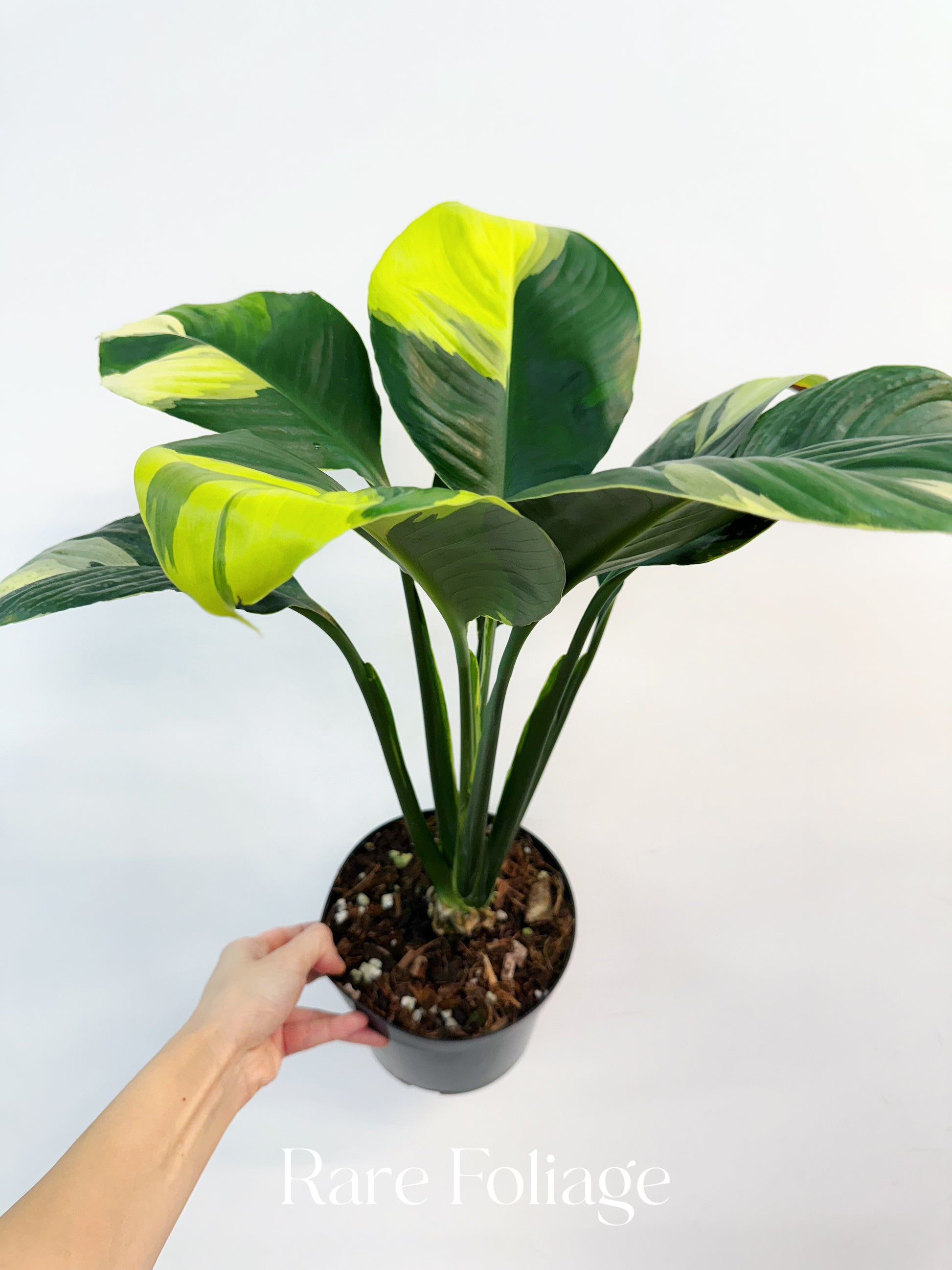 sensation peace lily varieties Spathiphyllum Sensation Aurea Variegated Peace Lily 6” – Rare Foliage Plant Co