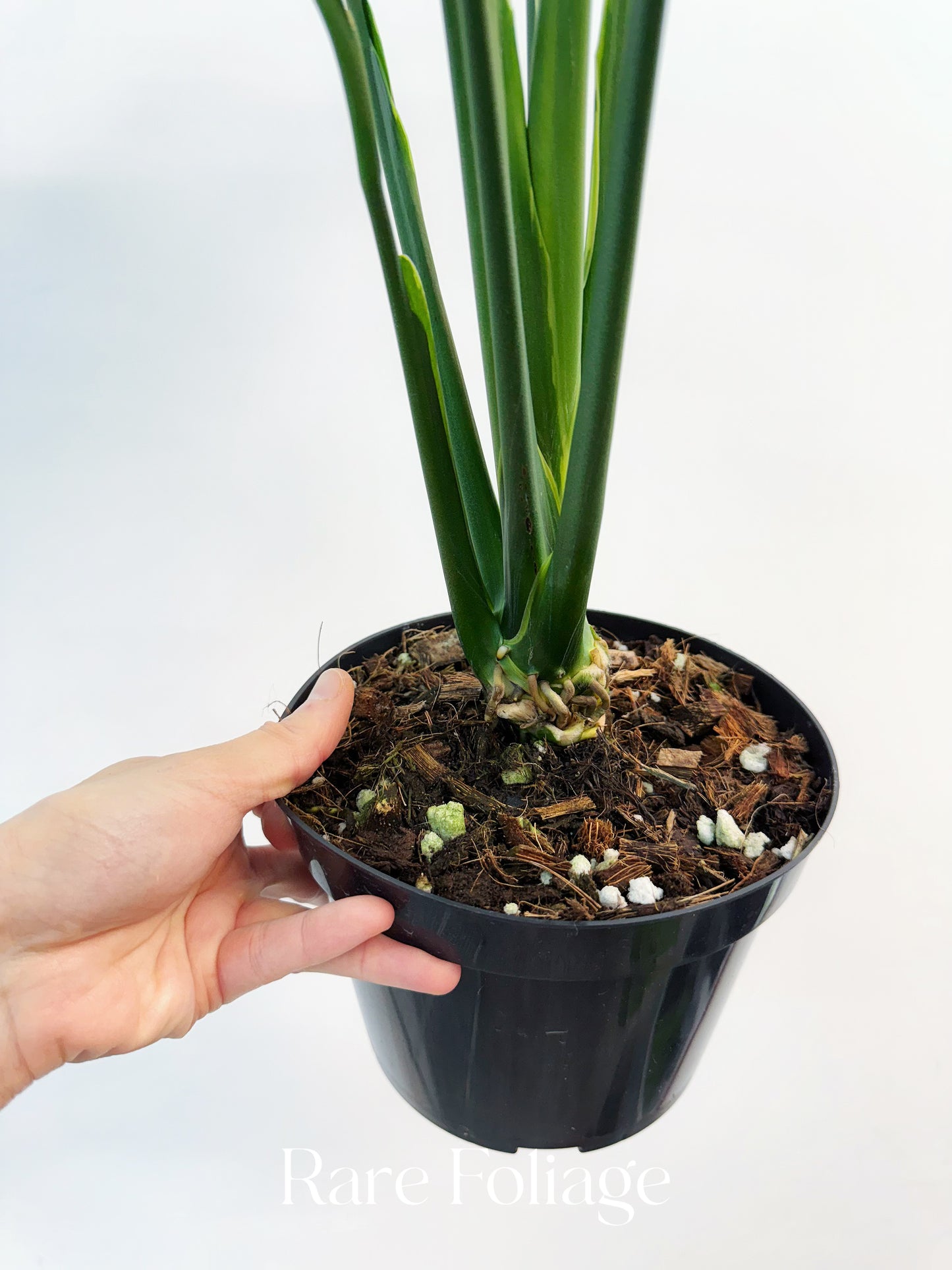 Spathiphyllum Sensation Aurea Variegated Peace Lily 6”