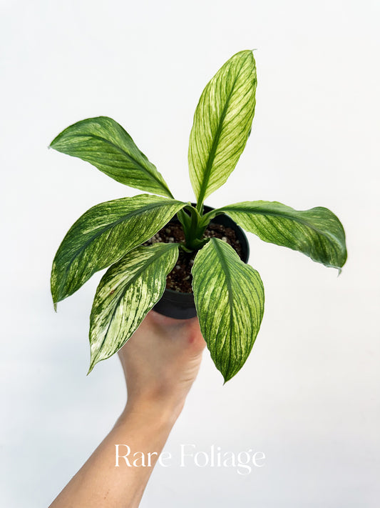 Spathiphyllum ‘Sensation’ Mint 4”