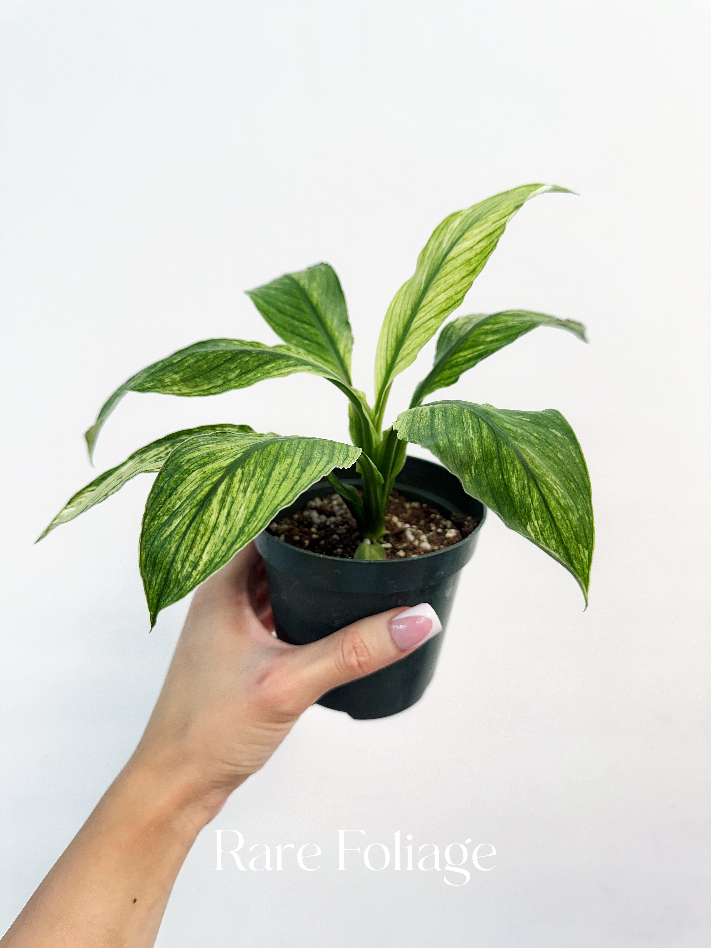 Spathiphyllum ‘Sensation’ Mint