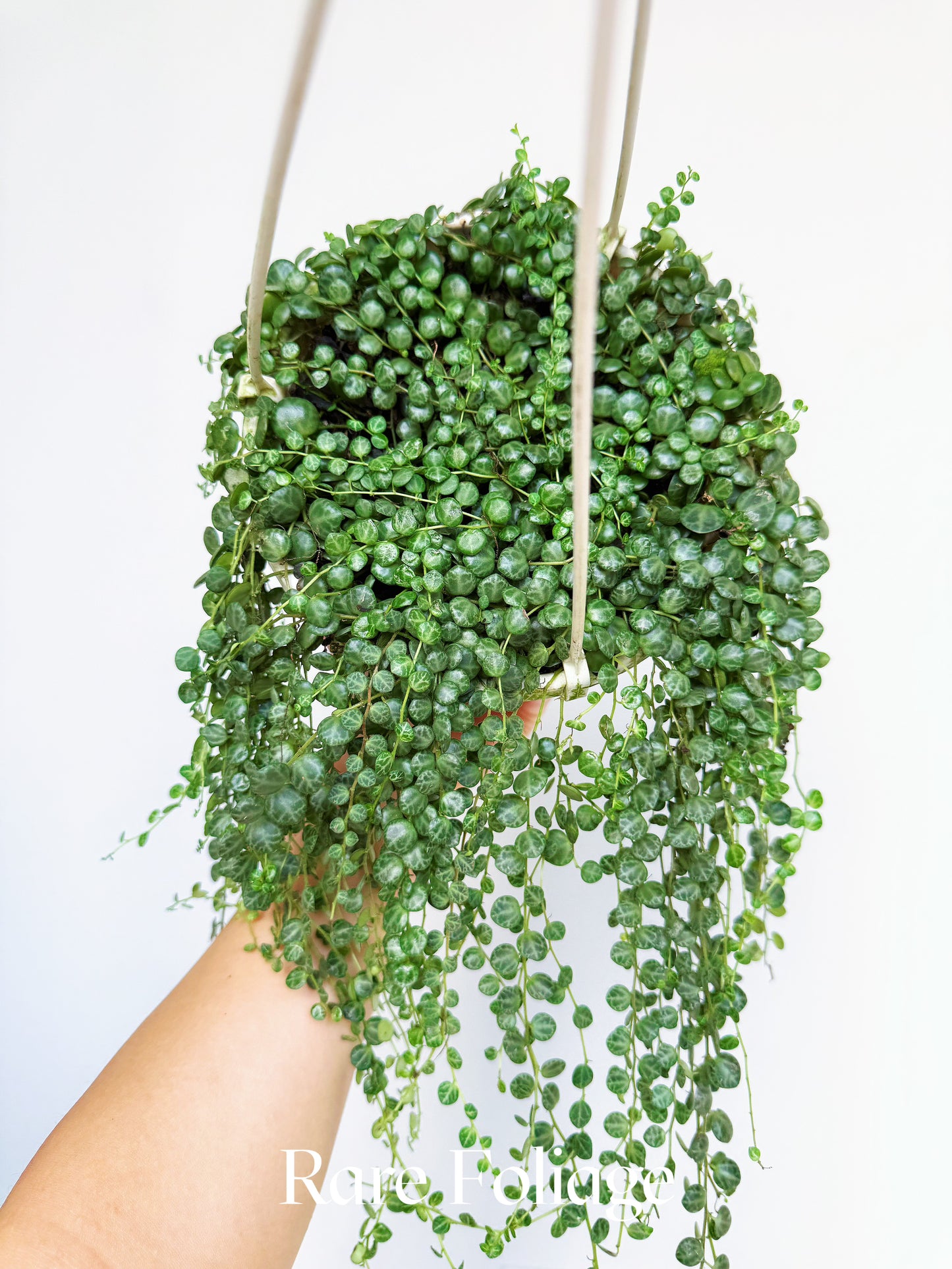 String of Turtles 6” Hanging Basket