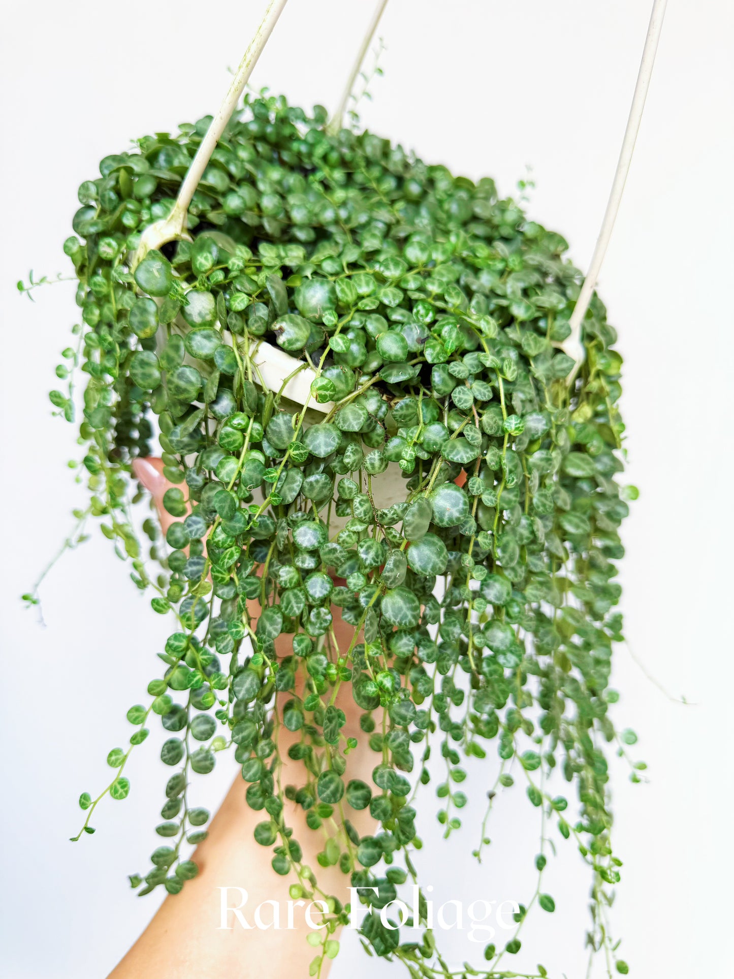 String of Turtles 6” Hanging Basket