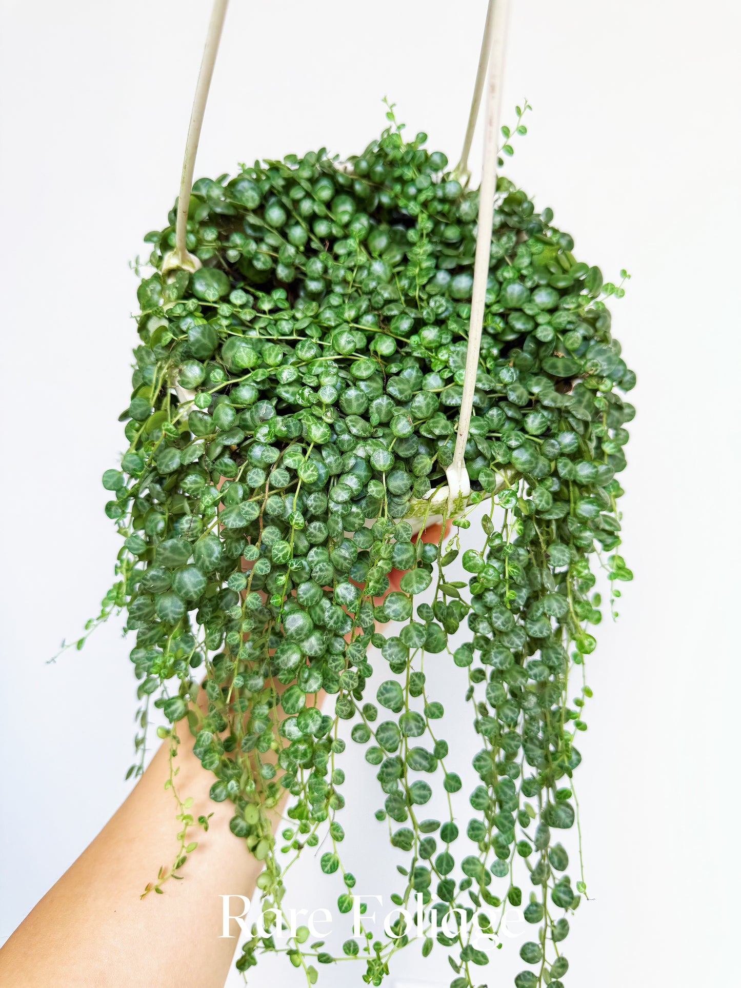 String of Turtles 6” Hanging Basket