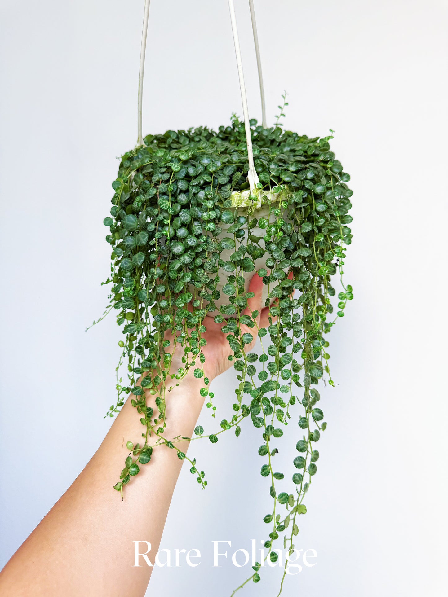 String of Turtles 6” Hanging Basket