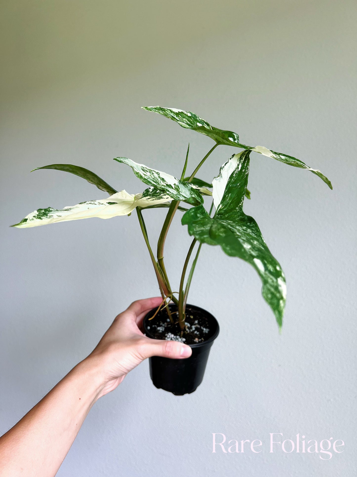 Syngonium Albo 4"