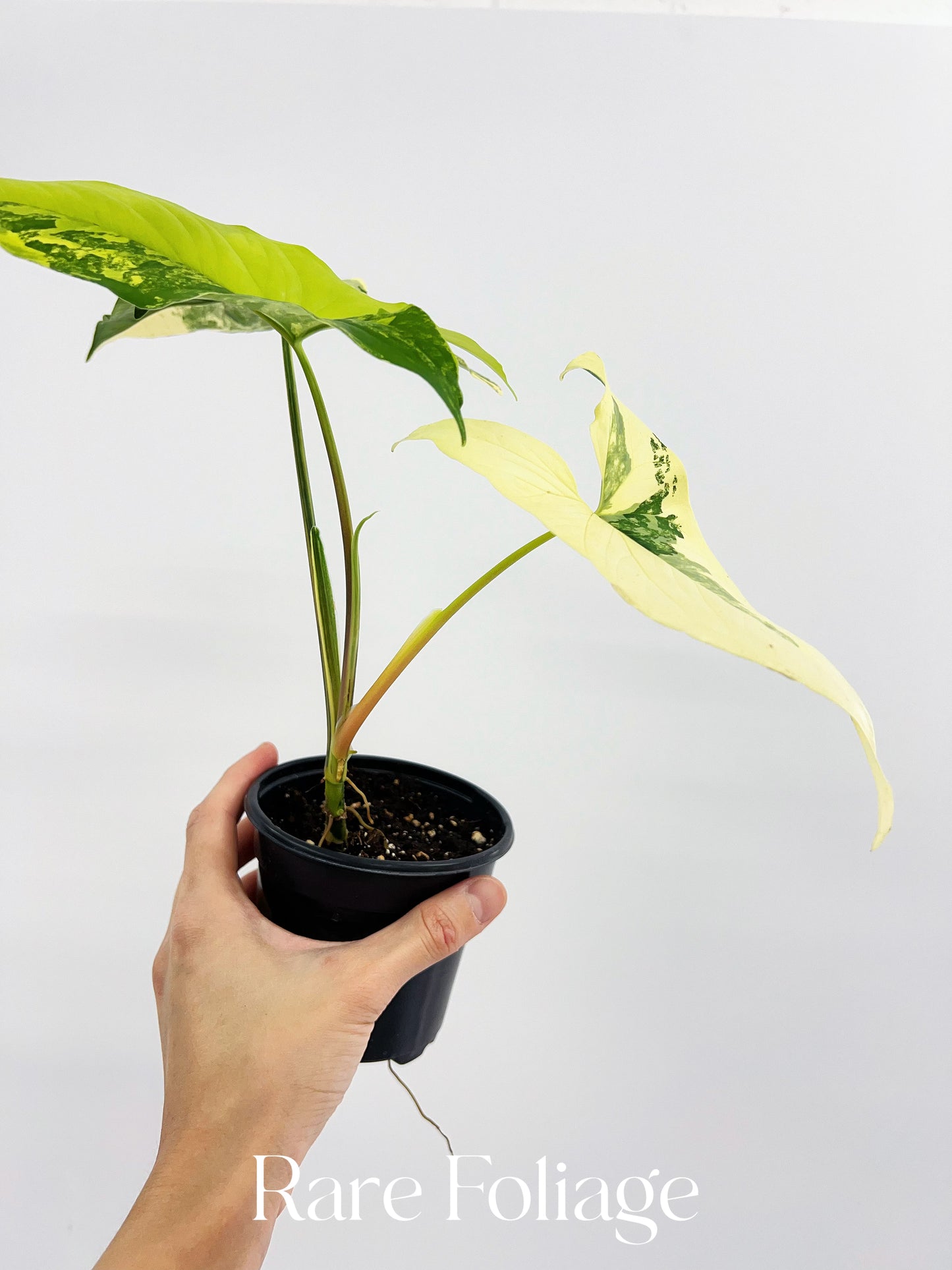 Syngonium Aurea 4”