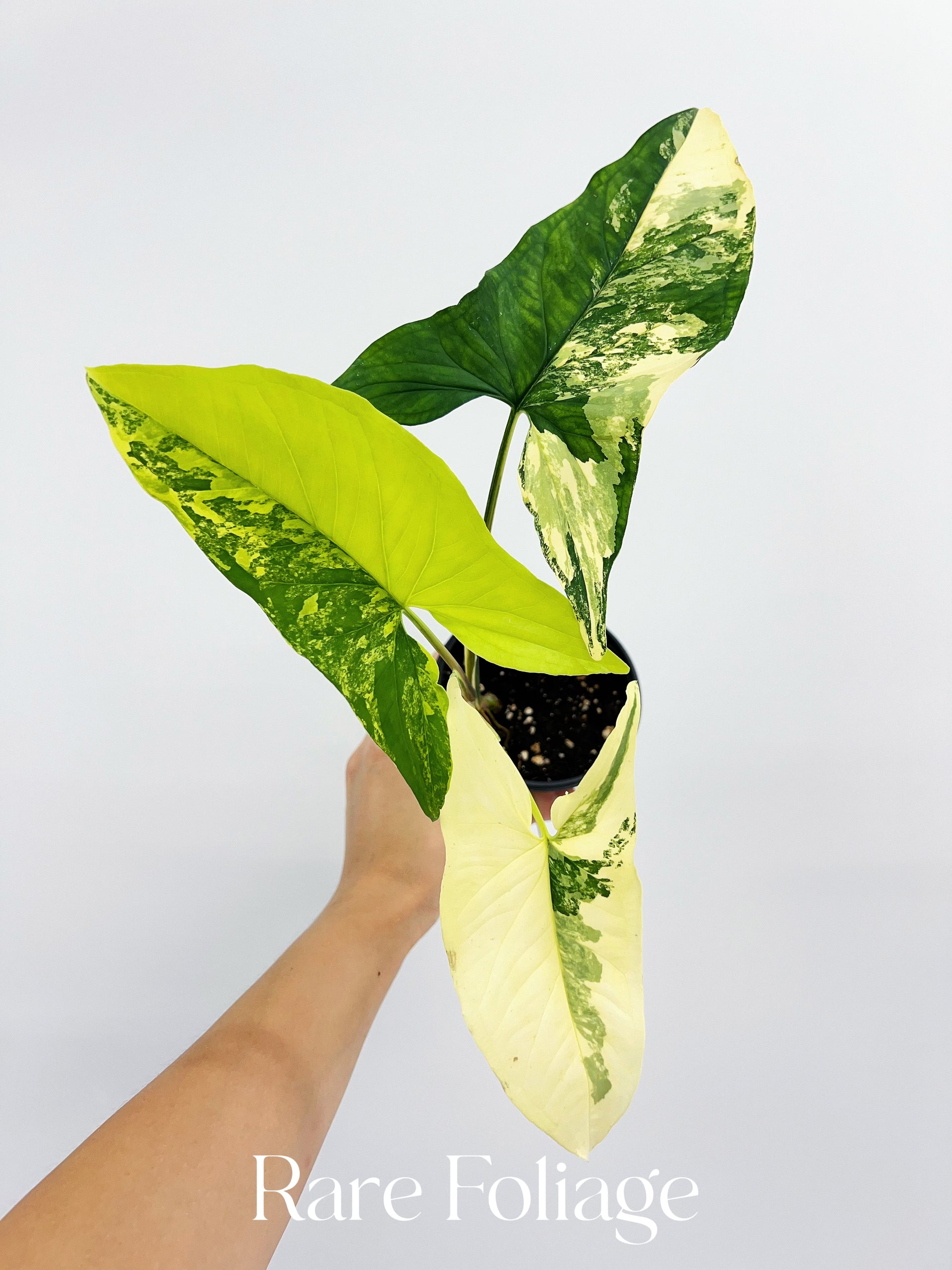 Syngonium Aurea 4” – Rare Foliage Plant Co
