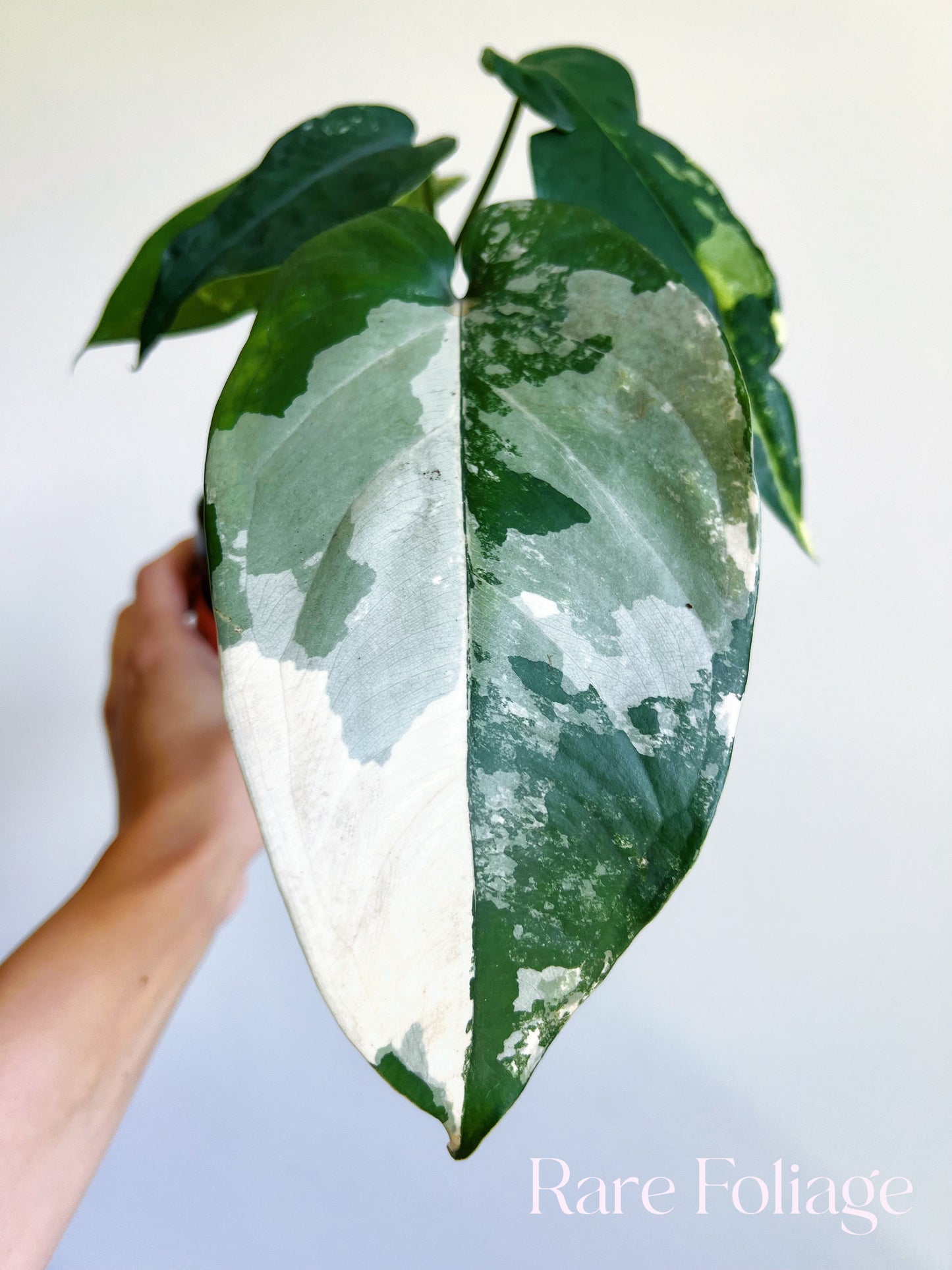 Syngonium Chiapense Variegated 4"