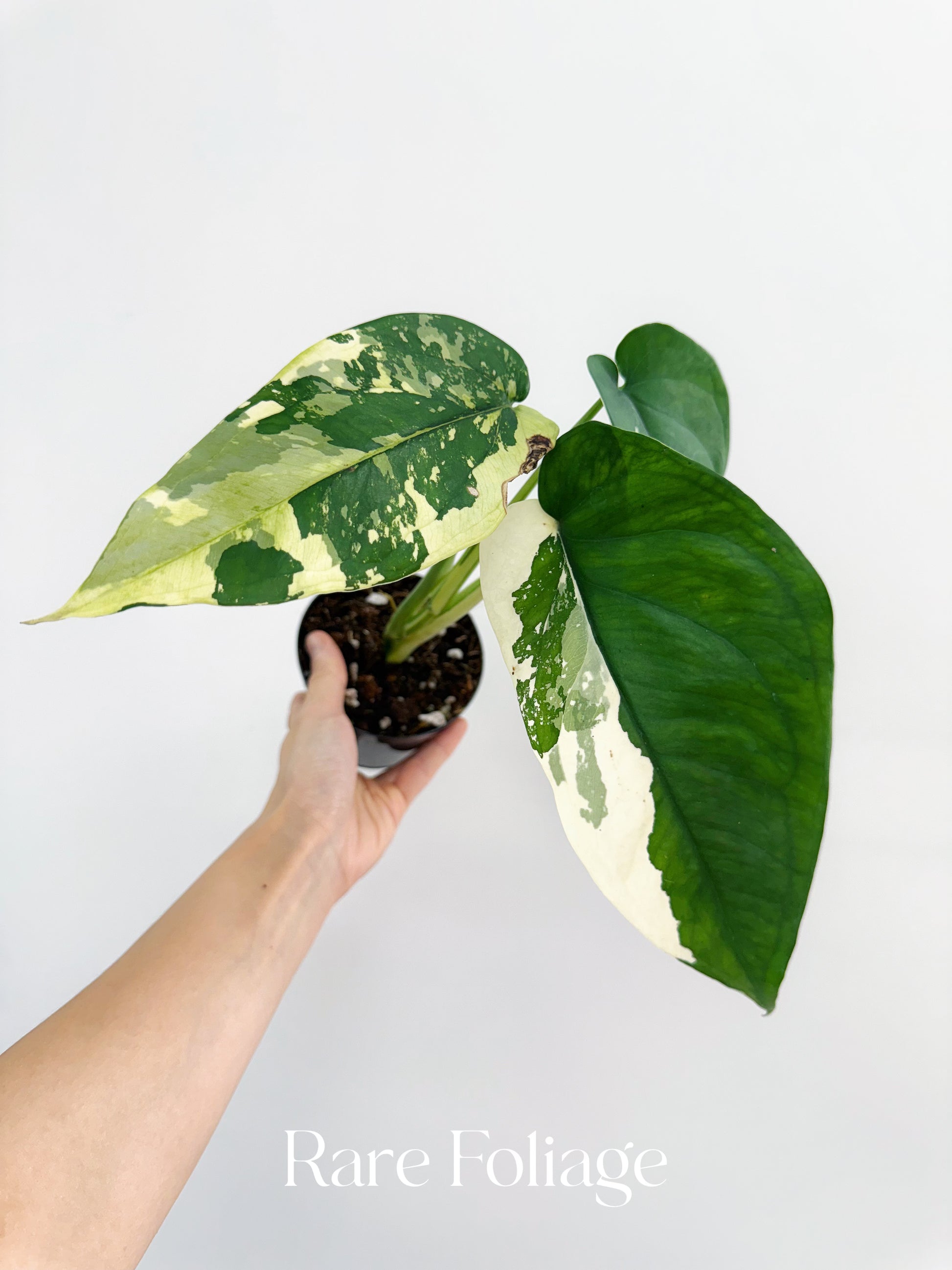 philodendron chiapense Syngonium Chiapense Variegated 4” – Rare Foliage Plant Co