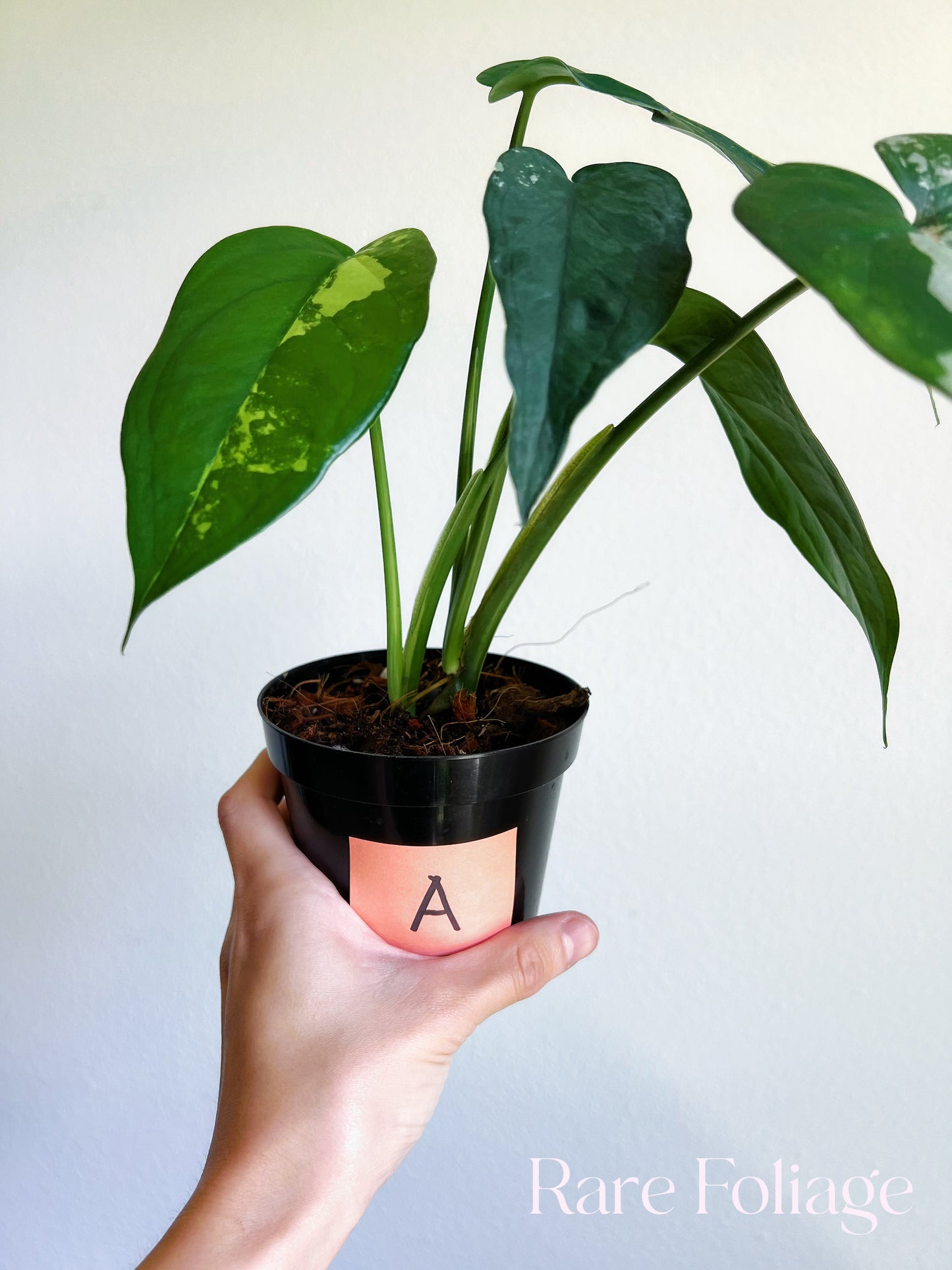 Syngonium Chiapense Variegated 4"