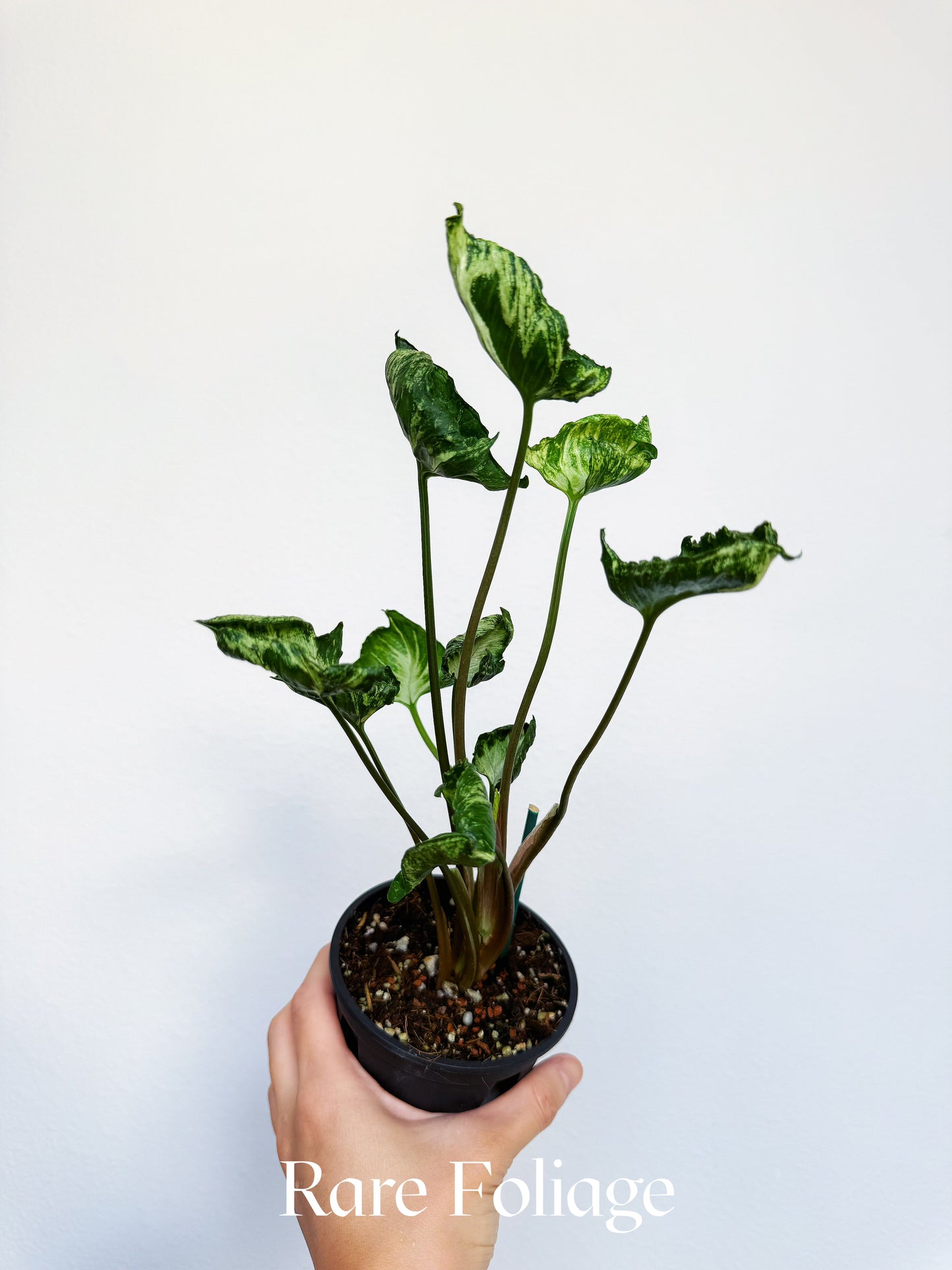 Syngonium Godzilla 4"