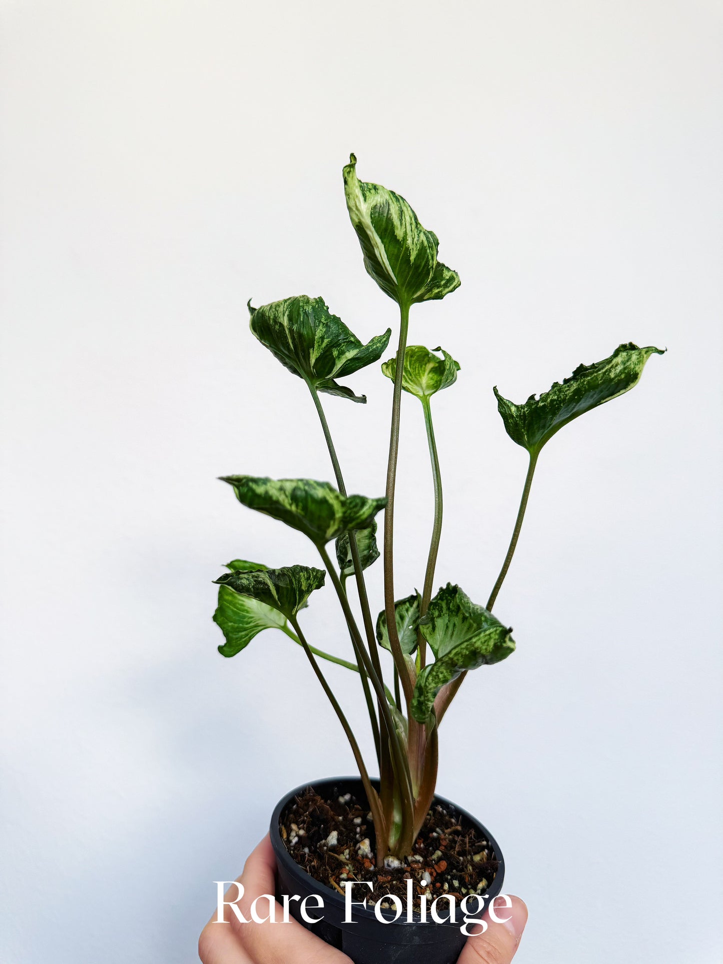Syngonium Godzilla 4"