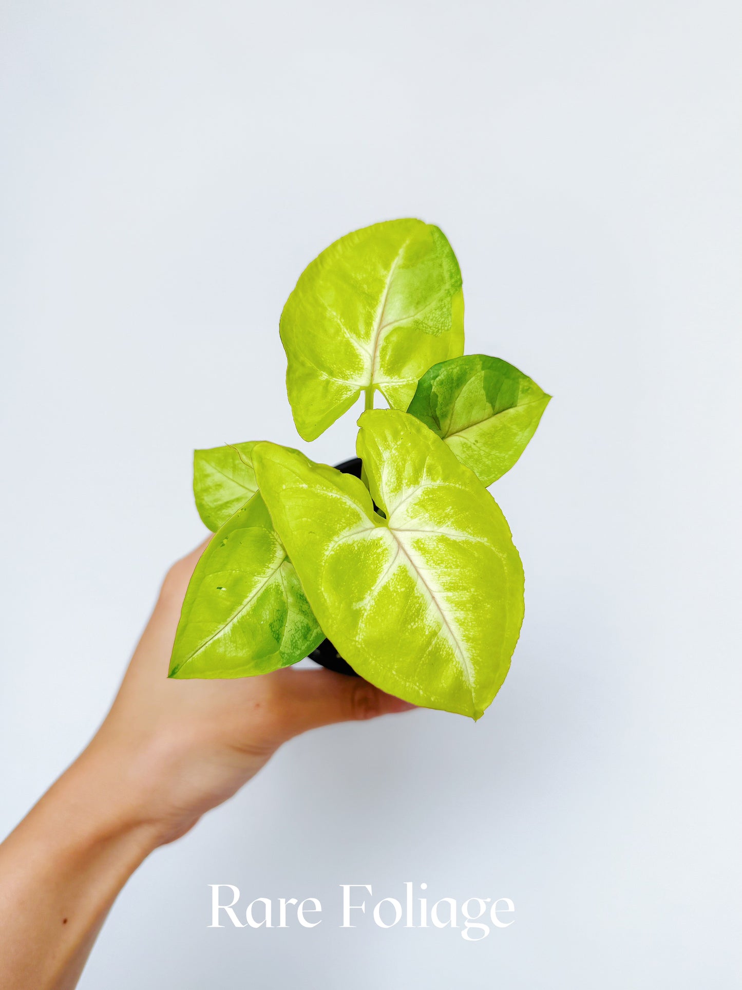 Syngonium Lime Soda 3"