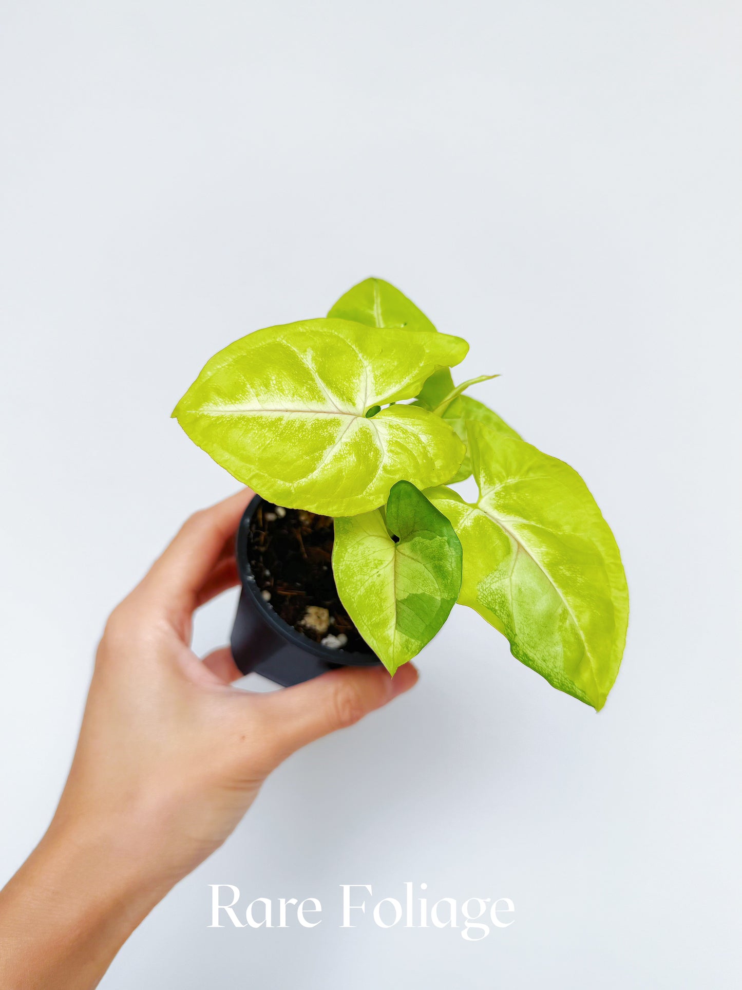 Syngonium Lime Soda 3"