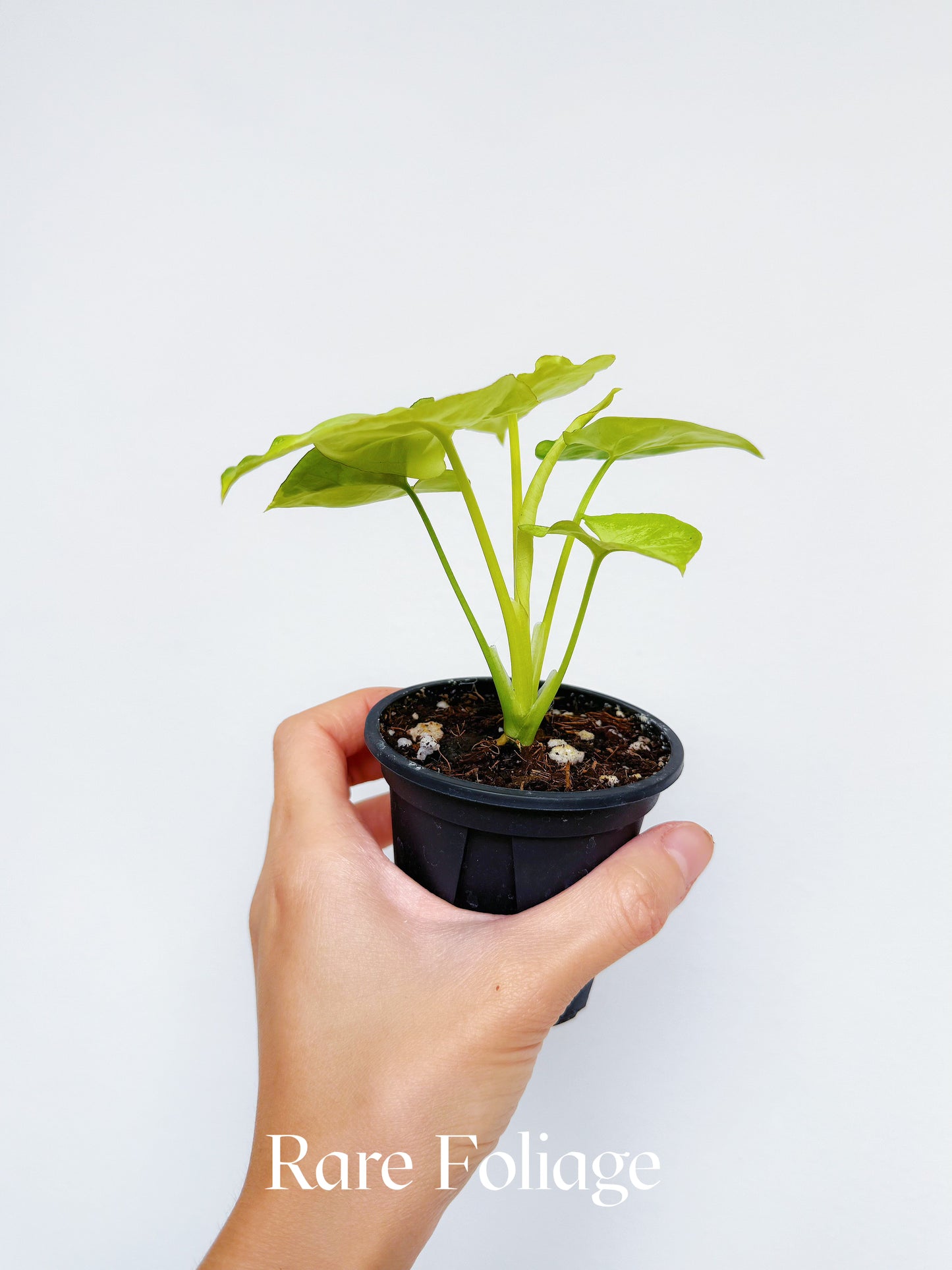 Syngonium Lime Soda 3"