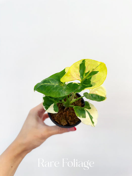 Syngonium Mango Allusion Variegated 3”