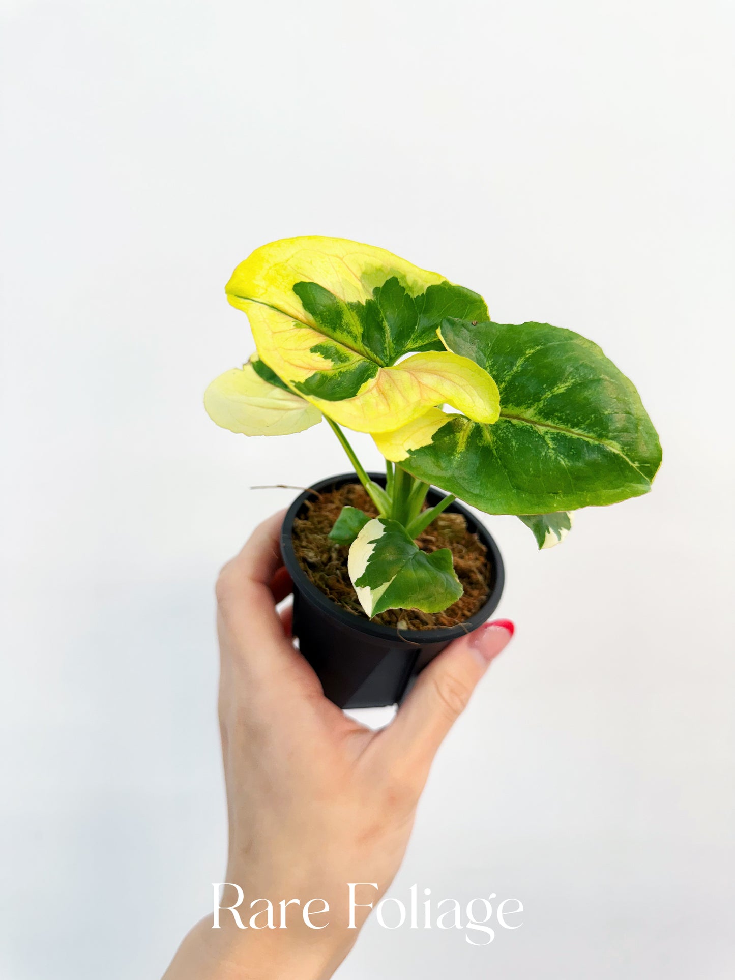 Syngonium Mango Allusion Variegated 3”