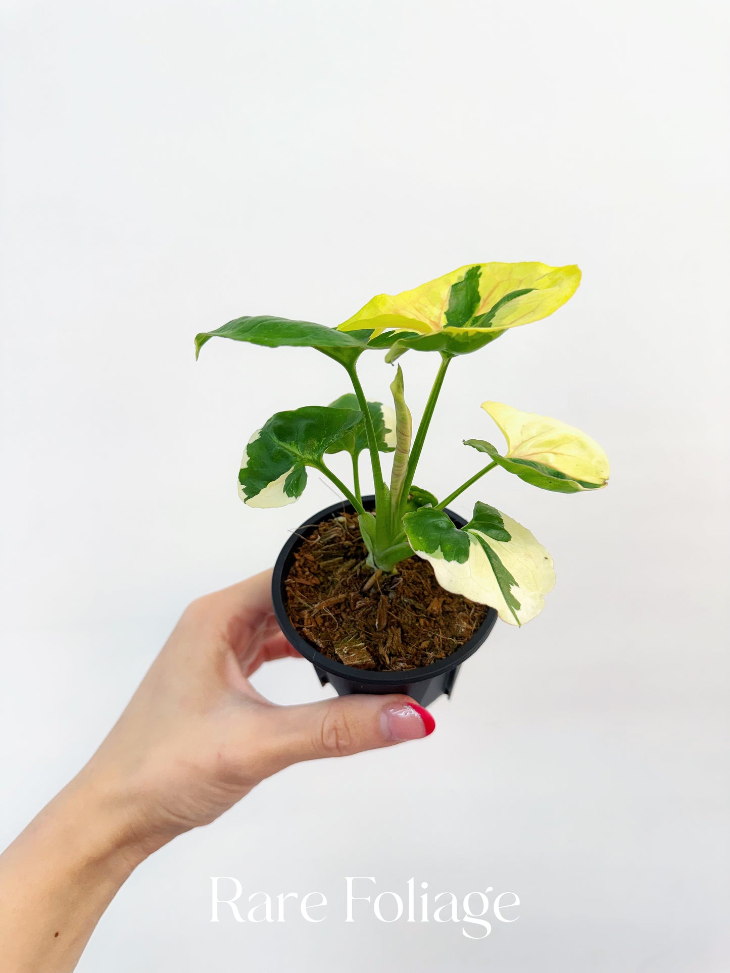 Syngonium Mango Allusion Variegated 3”