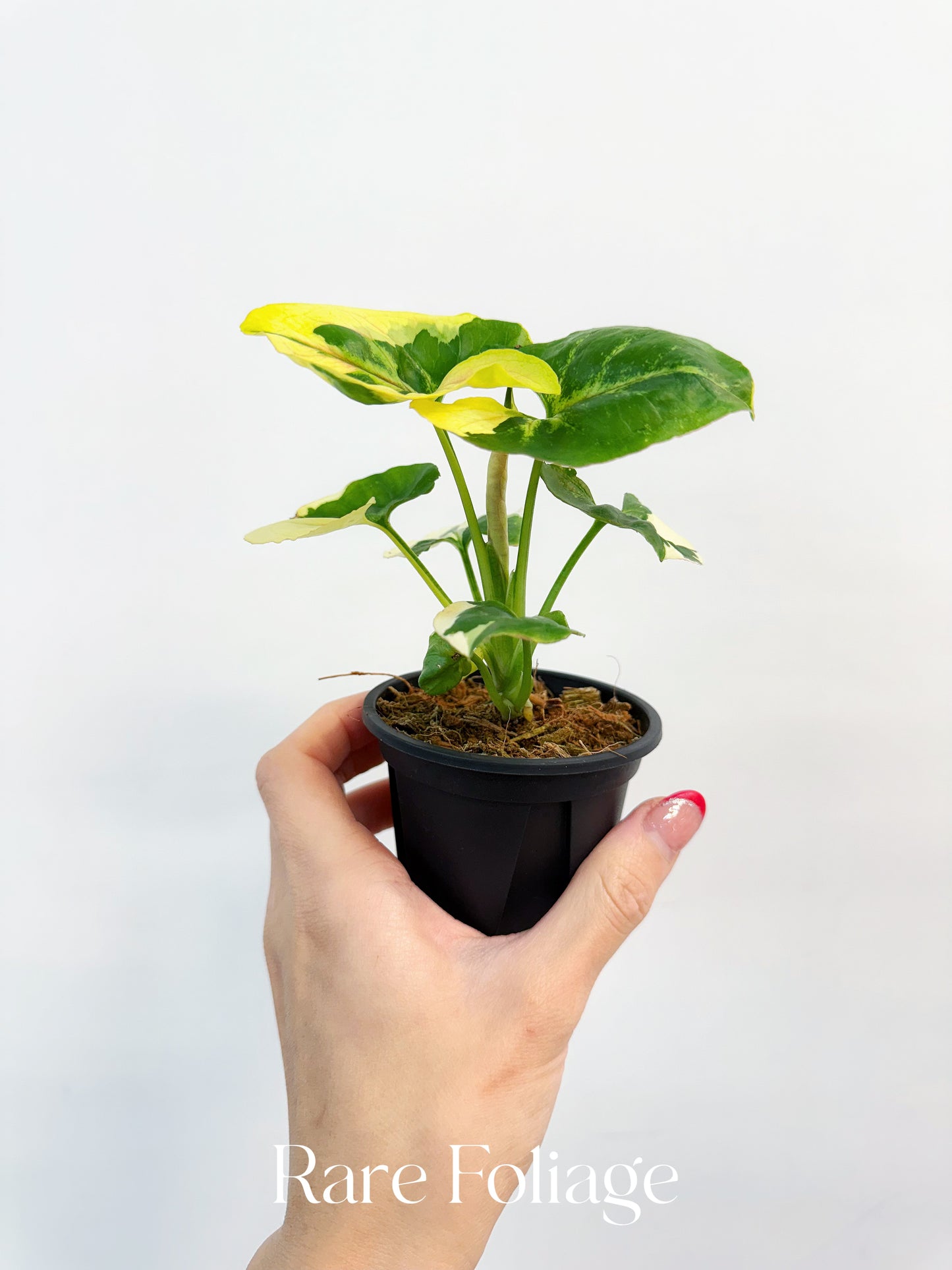 Syngonium Mango Allusion Variegated 3”