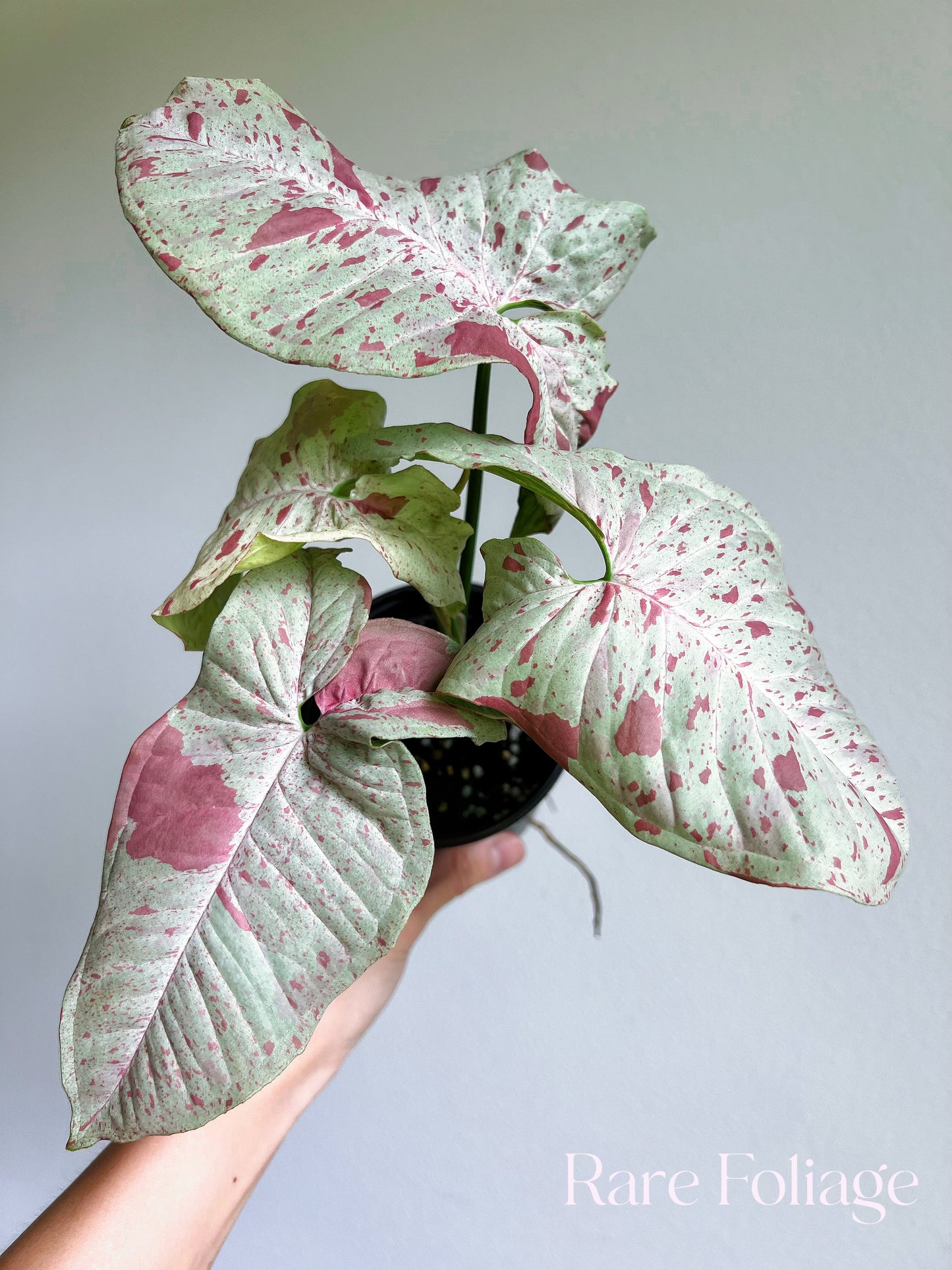 Syngonium Milk Confetti 4" High Color