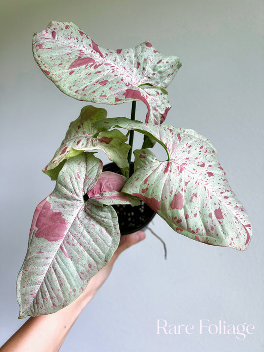 Syngonium Milk Confetti 4" High Color