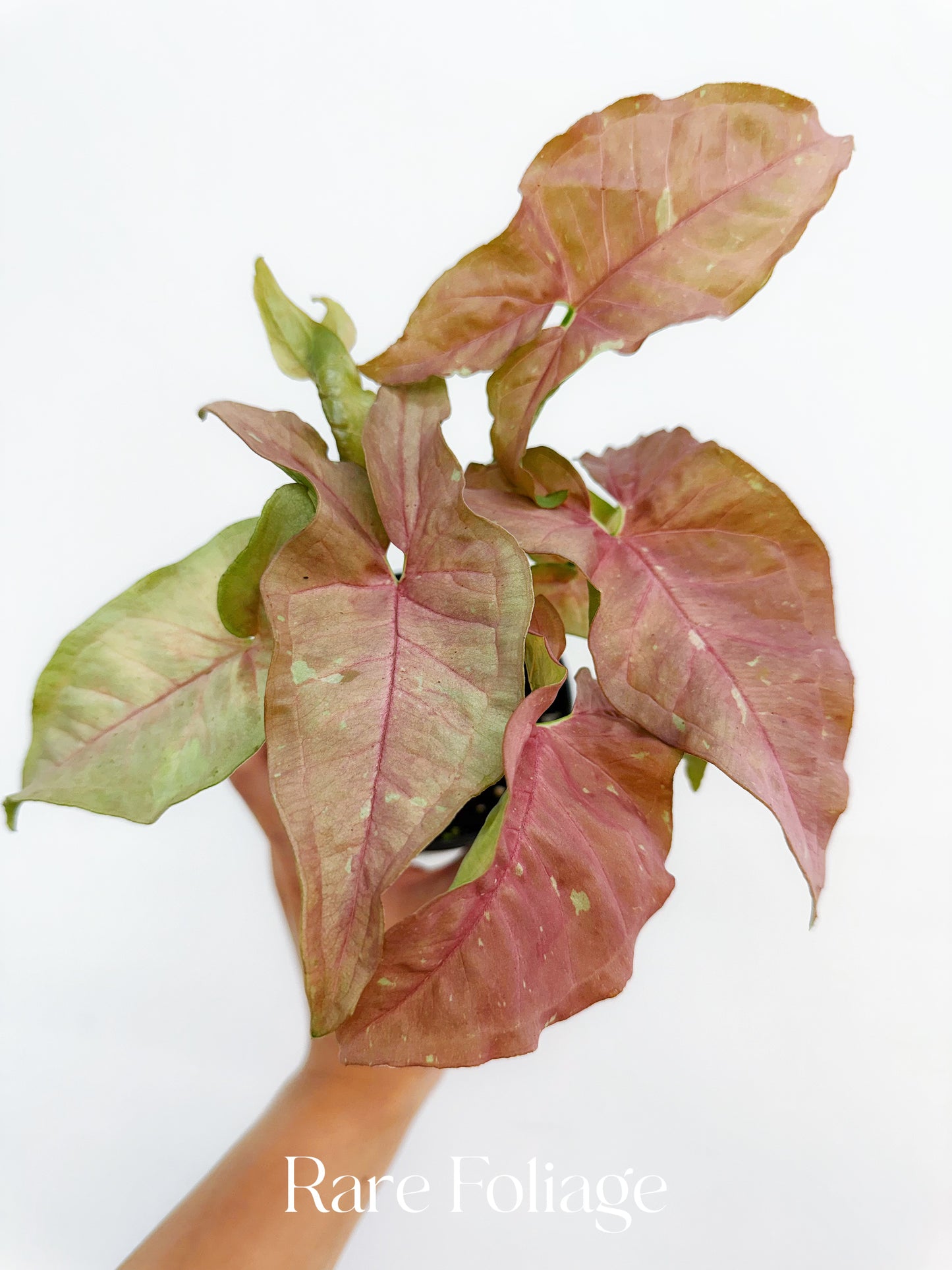 Syngonium Pink Caviar 4”