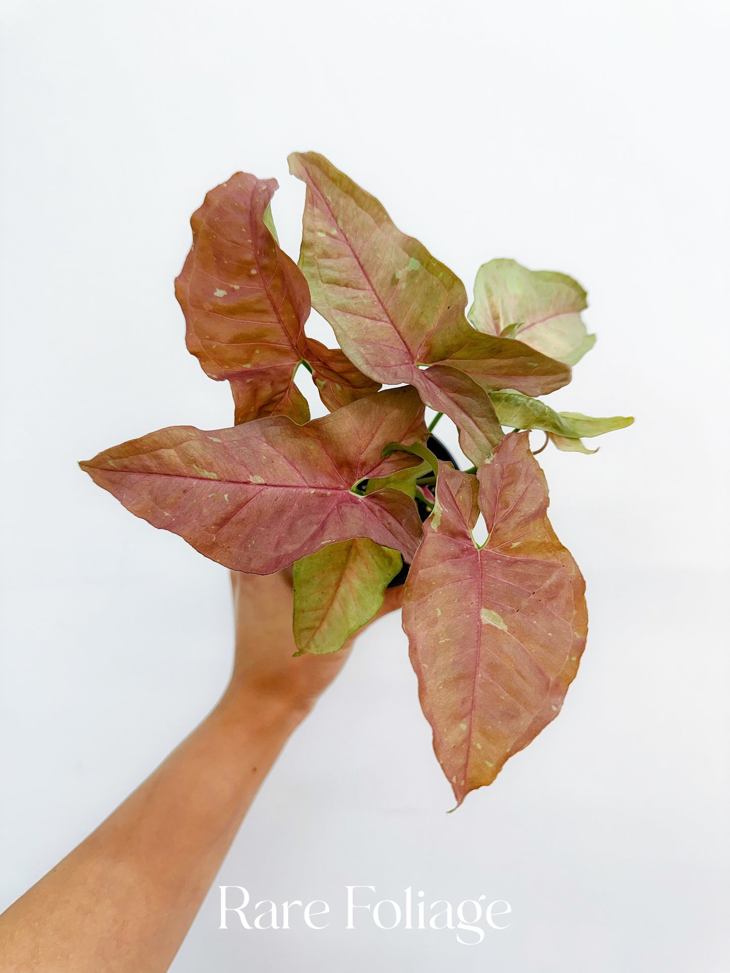 Syngonium Pink Caviar 4”