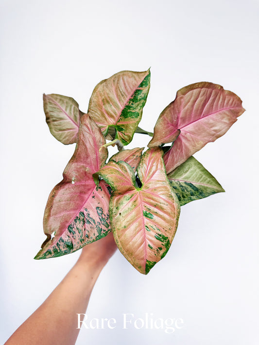 Syngonium Pink Flecked 4"
